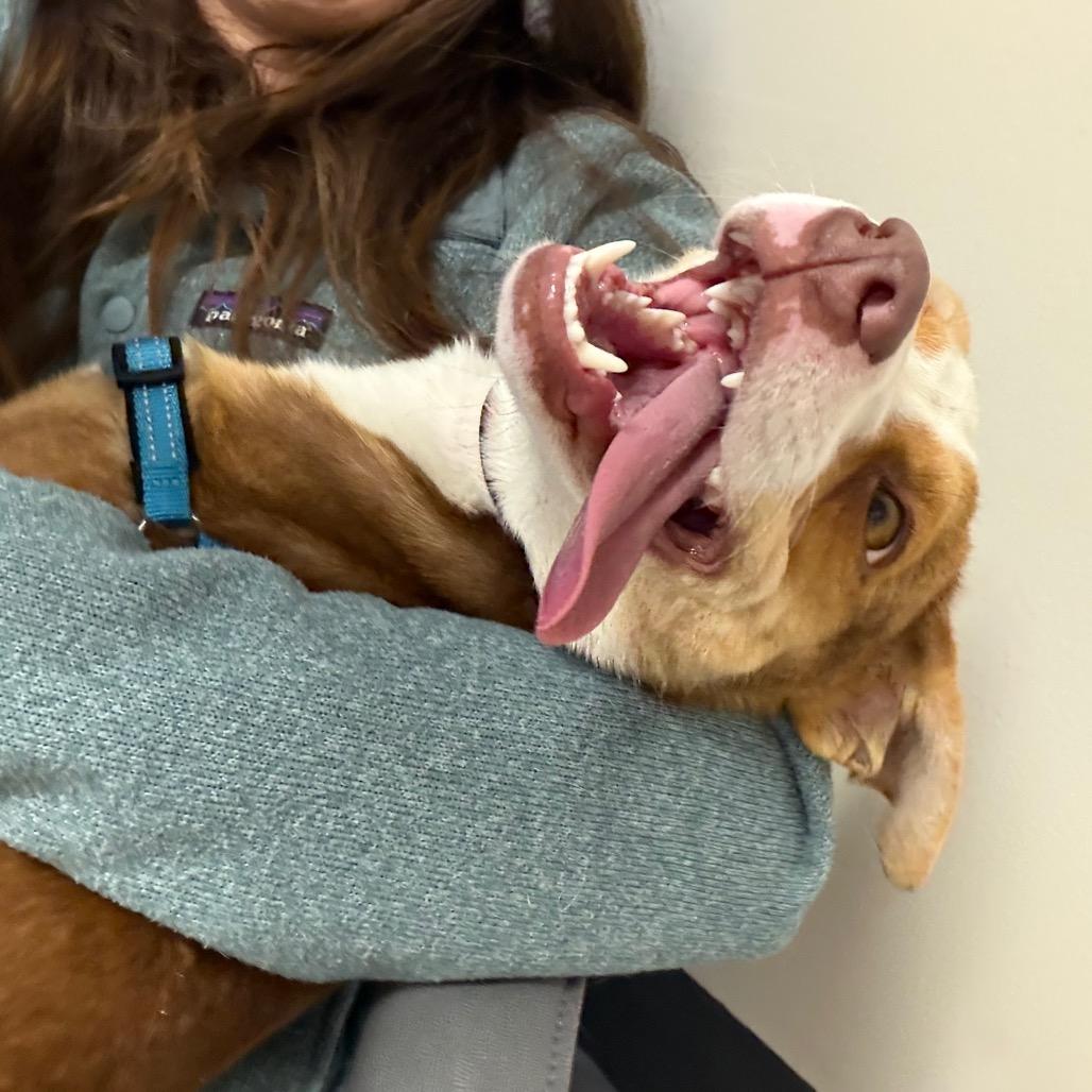 Enlarge Sadie, a Adoptable Mixed Breed in Raleigh, NC image 2/6