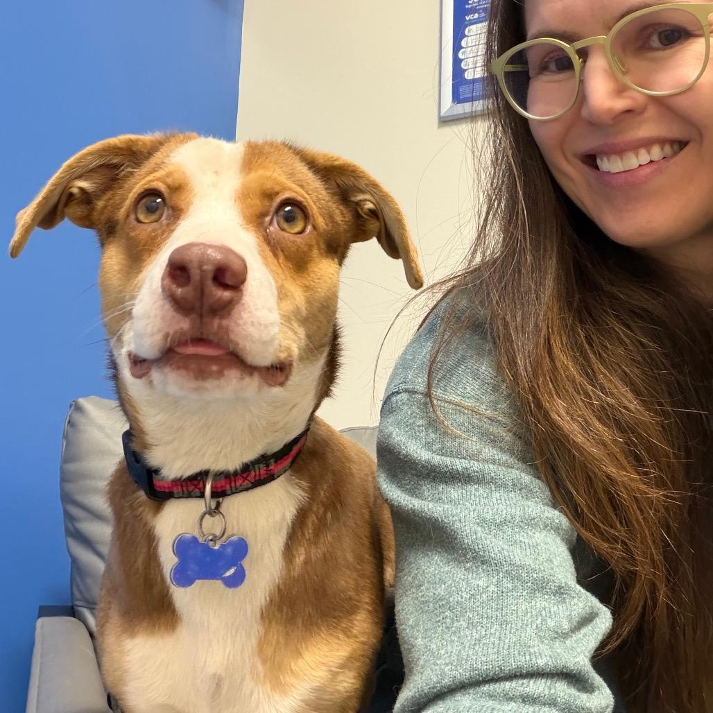 Enlarge Sadie, a Adoptable Mixed Breed in Raleigh, NC image 4/6