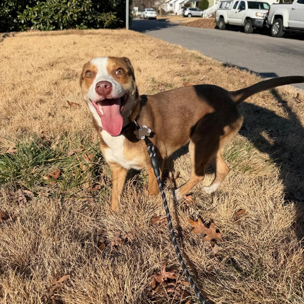 Enlarge Sadie, a Adoptable Mixed Breed in Raleigh, NC image 5/6