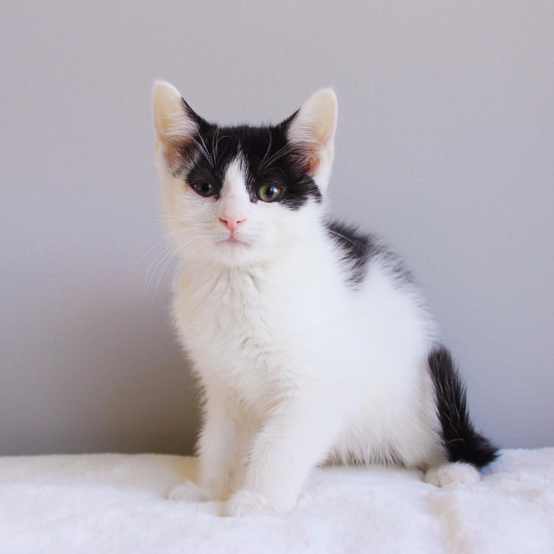 Enlarge Porqupine, an adoptable Domestic Short Hair in Wayne, NJ image 1/2