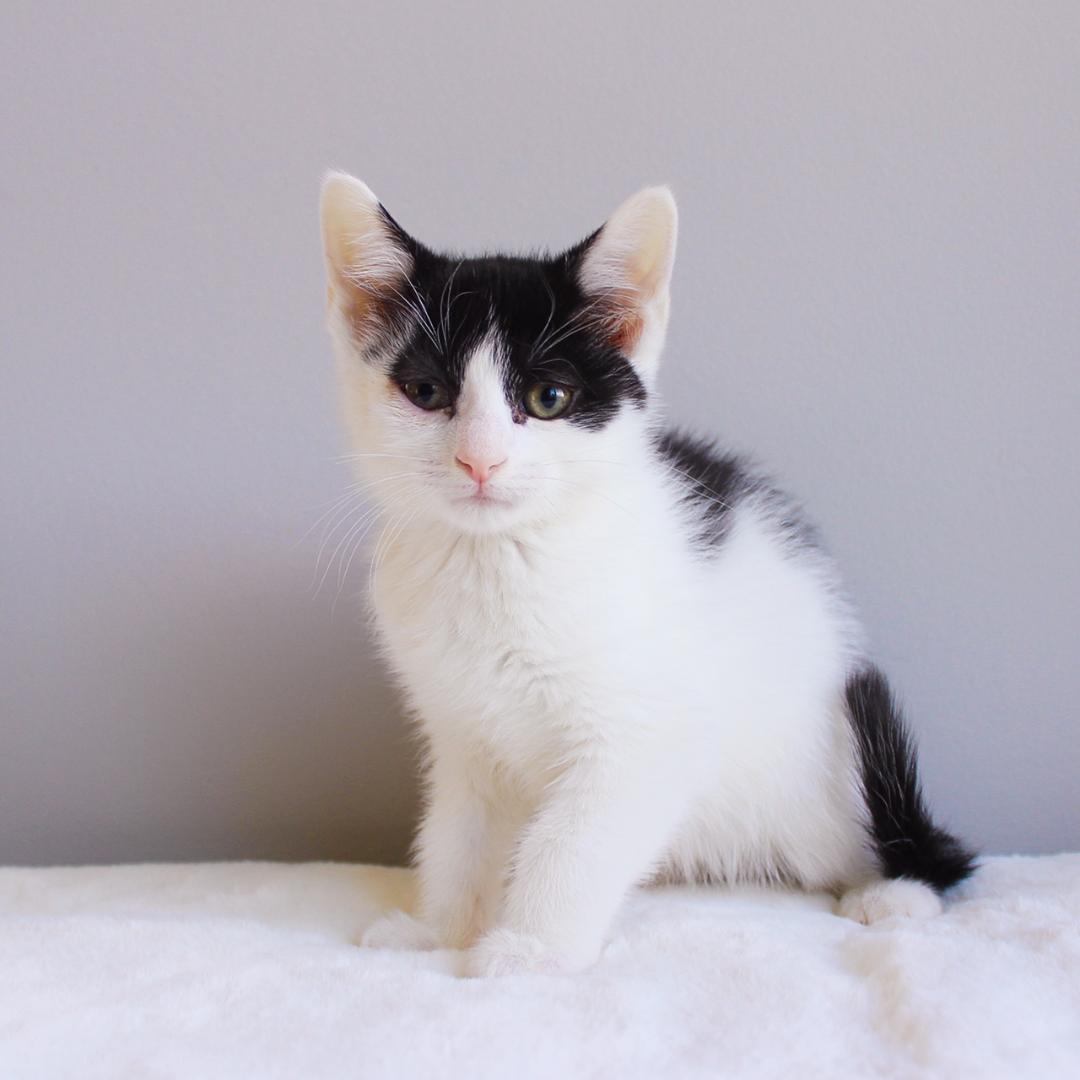 Enlarge Porqupine, an adoptable Domestic Short Hair in Wayne, NJ image 2/2