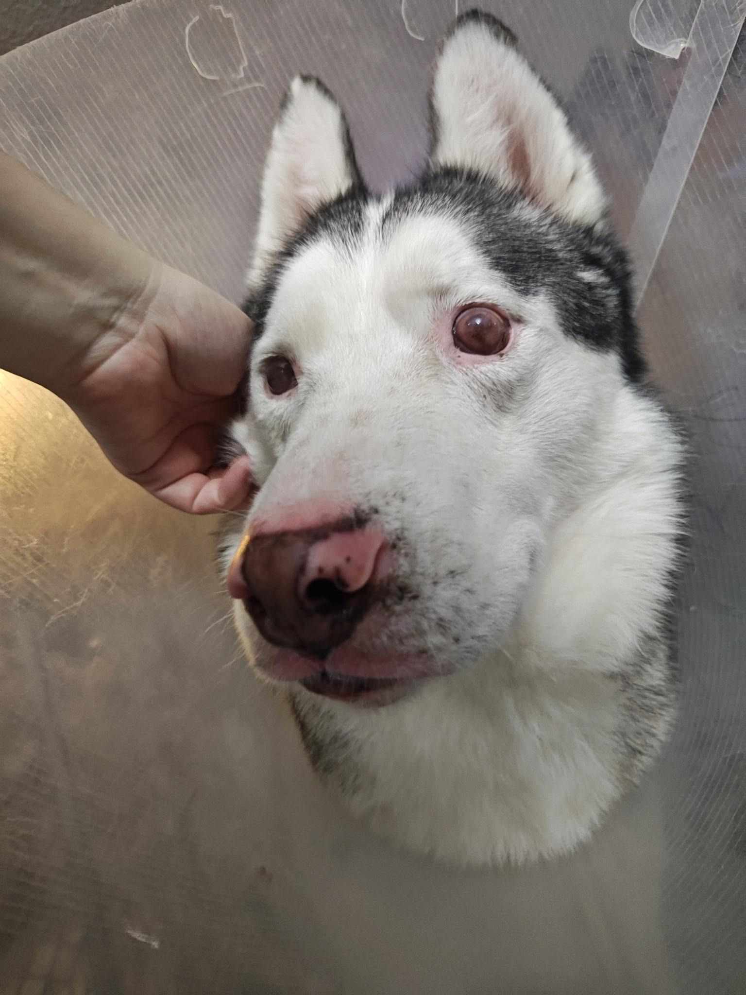 Lobo, a Adoptable Siberian Husky in Scottsdale, AZ image 2/6