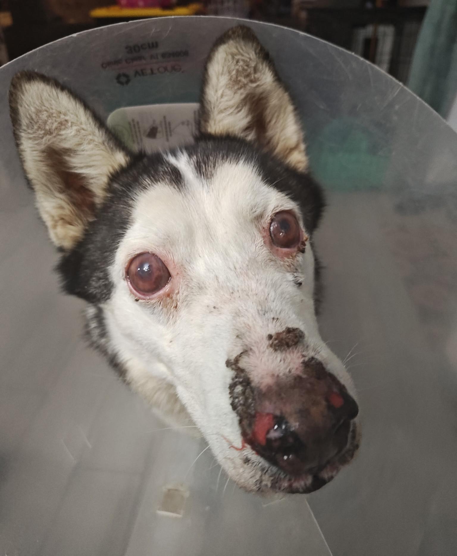 Lobo, a Adoptable Siberian Husky in Scottsdale, AZ image 5/6