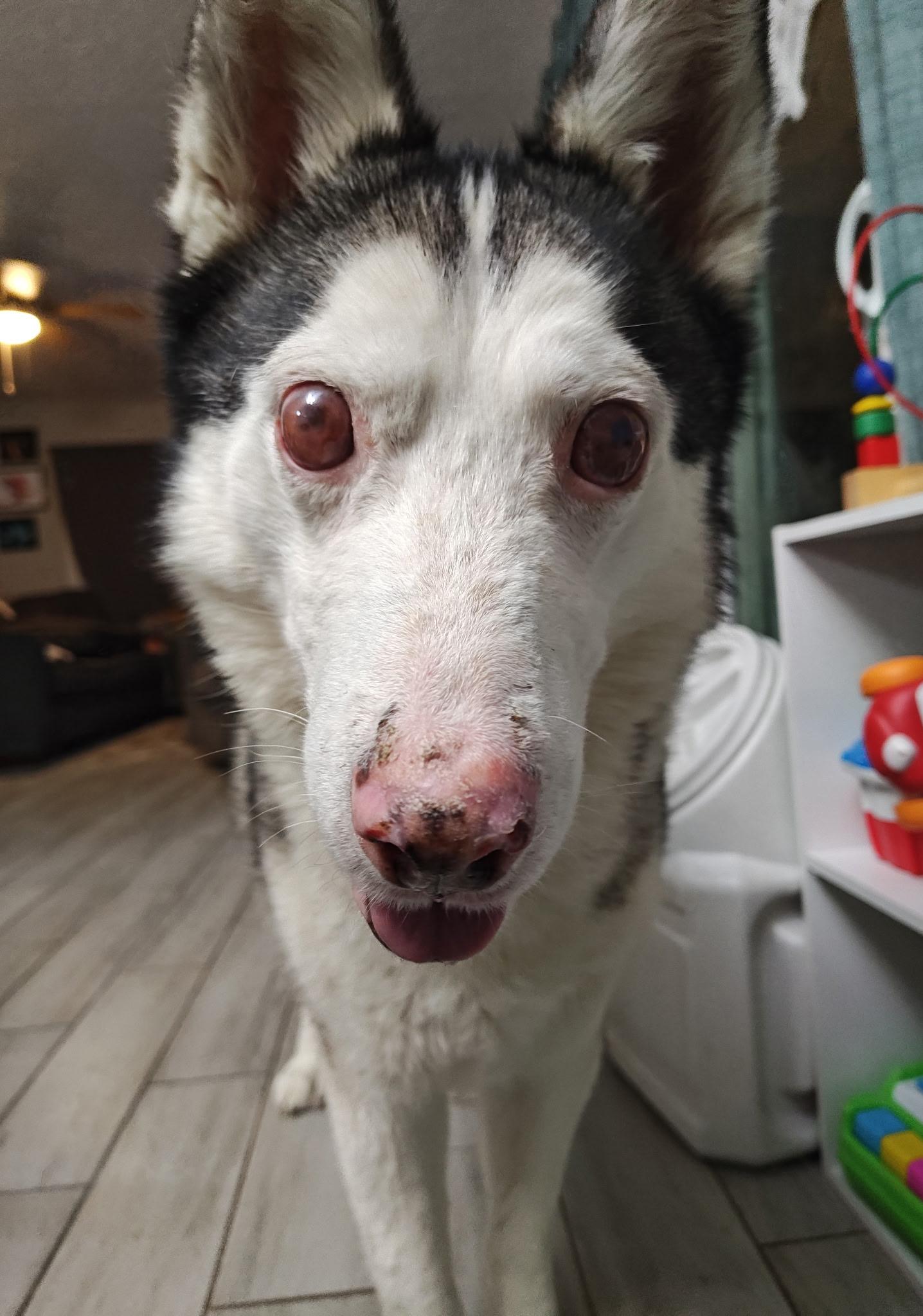 Lobo, Adoptable, Adult Male Siberian Husky.