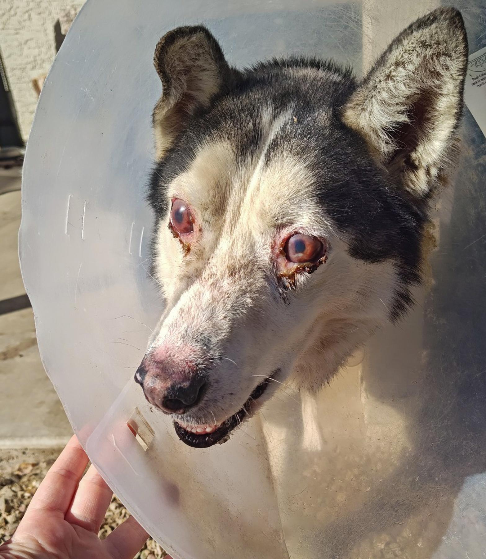 Lobo, a Adoptable Siberian Husky in Scottsdale, AZ image 6/6