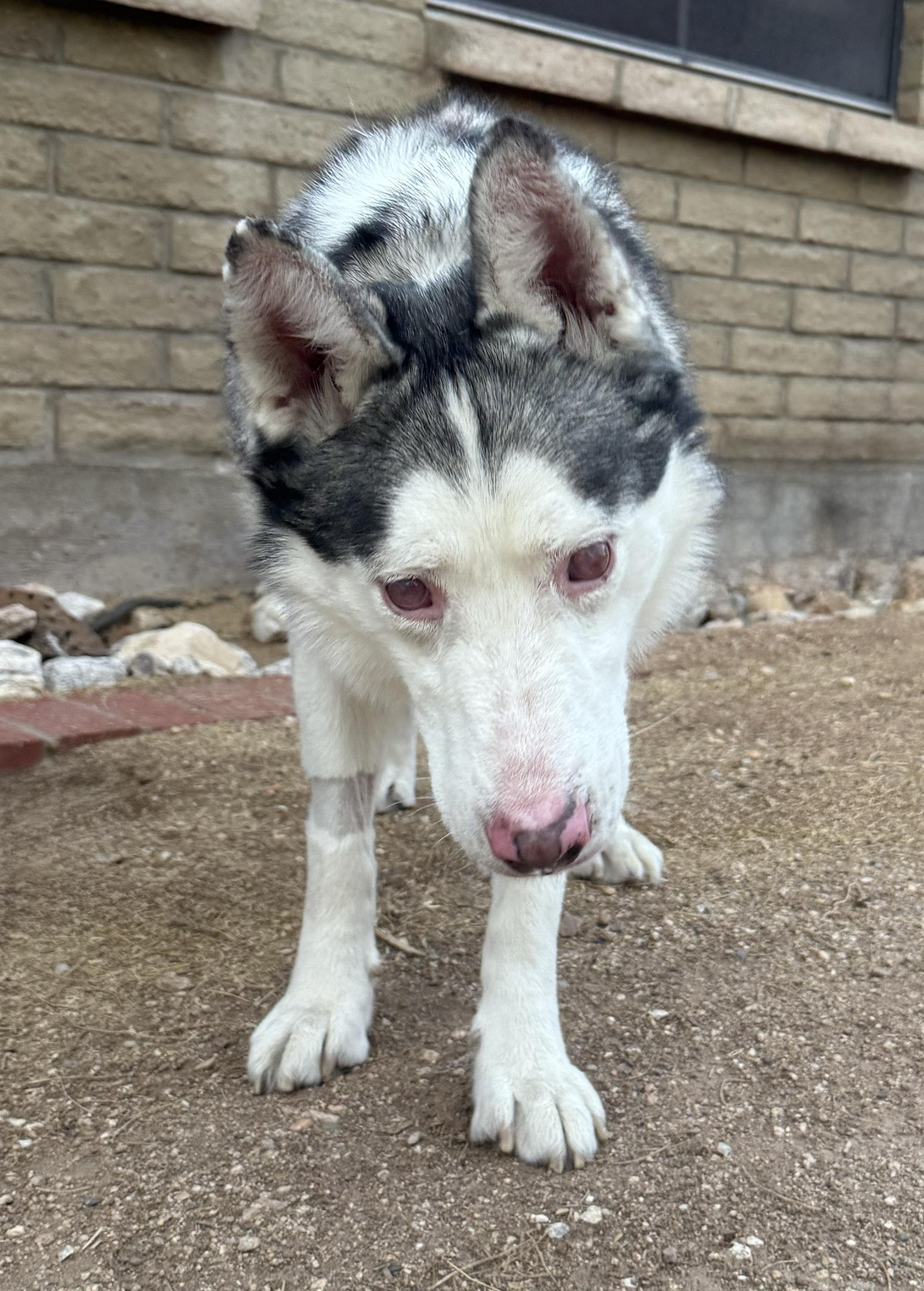 Lobo, a Adoptable Siberian Husky in Scottsdale, AZ image 3/6