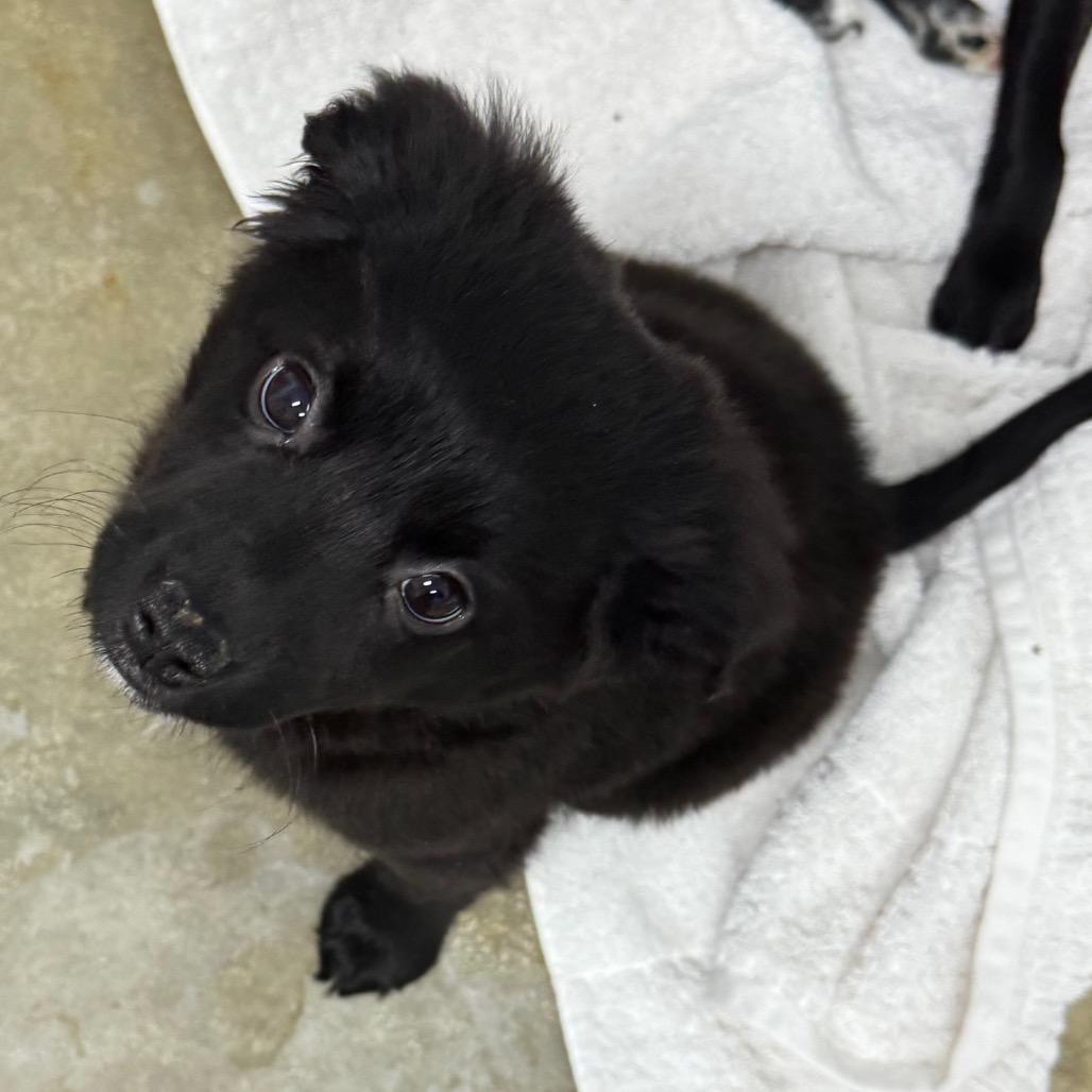 Venom/Nyx, adopted, Puppy Male Chihuahua.