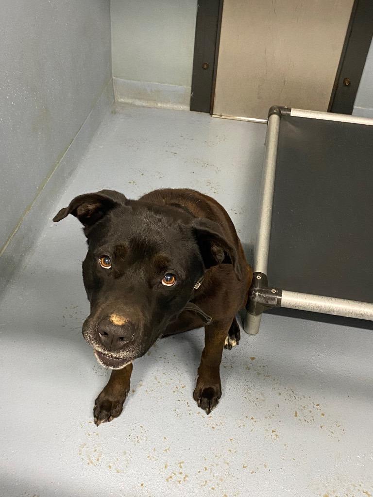 Milo, Adoptable, Adult Male Pit Bull Terrier & Black Labrador Retriever.