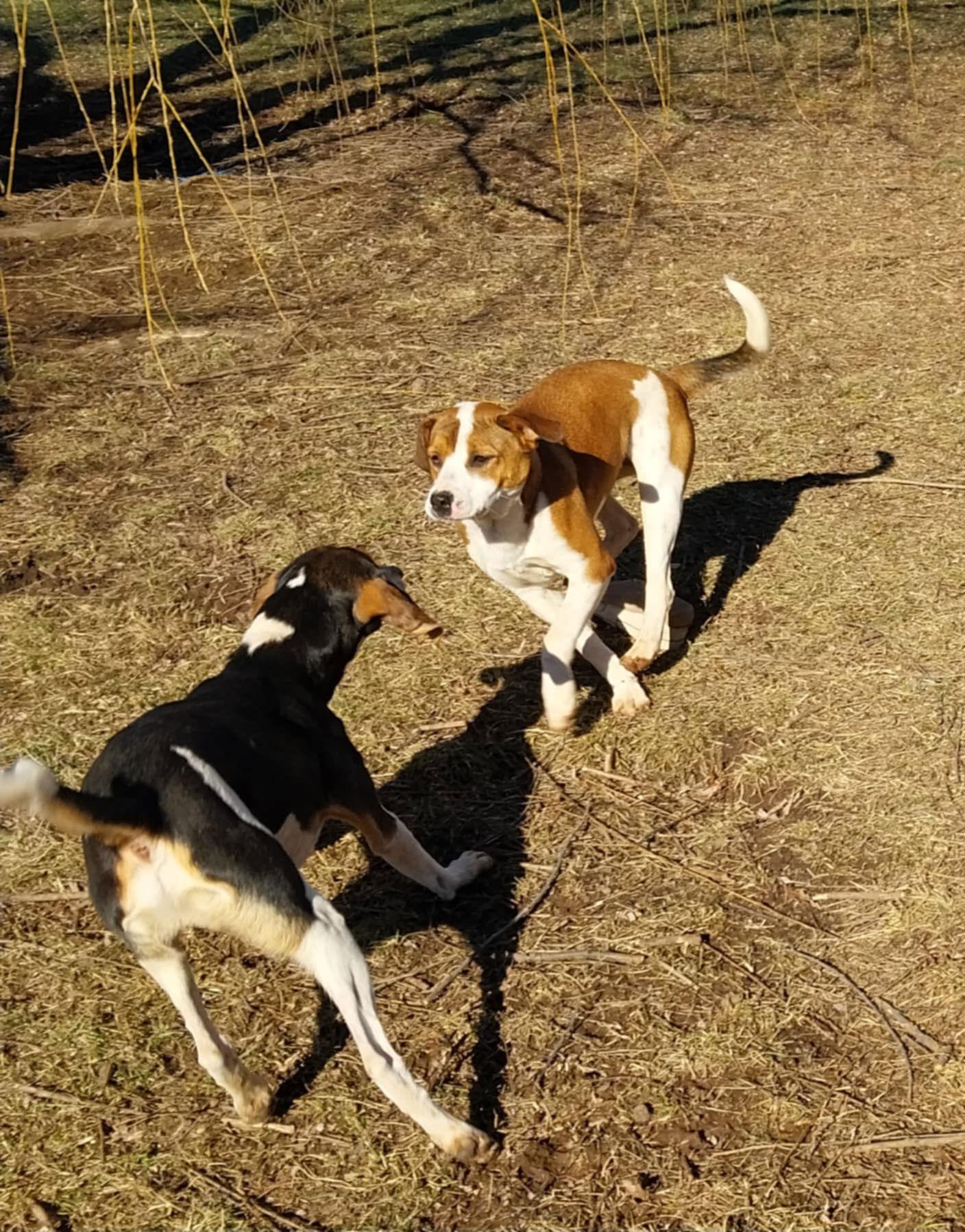 Jasmine, Adopted, Young Female Terrier.