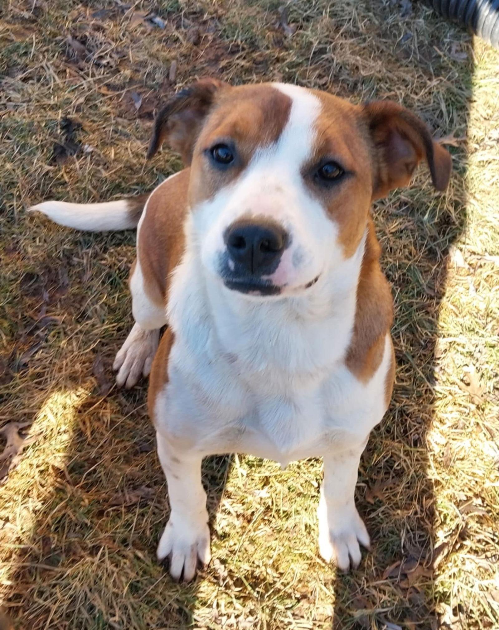 Jasmine, a Adopted Terrier in Columbia, MD image 2/3