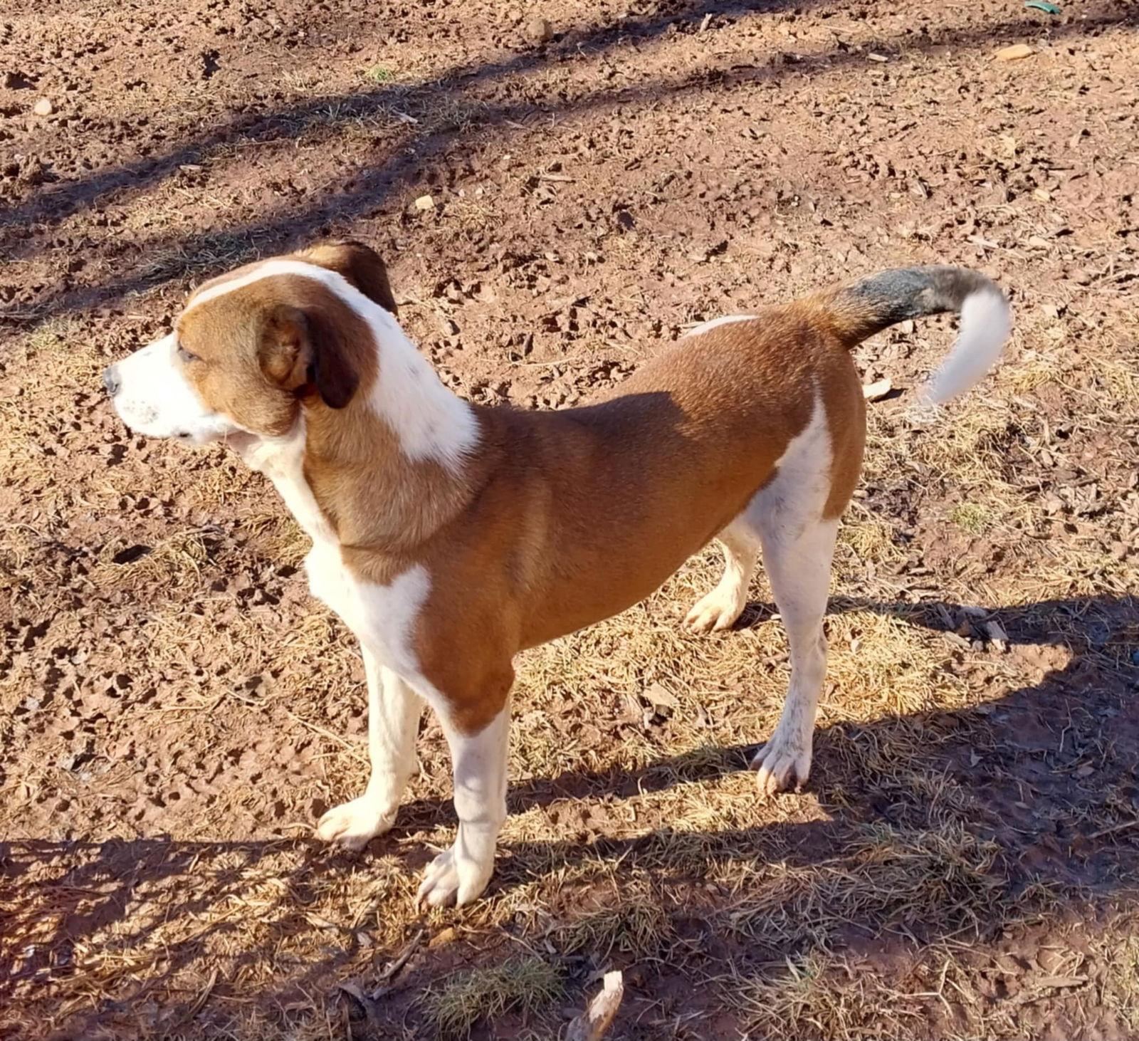 Jasmine, a Adopted Terrier in Columbia, MD image 3/3