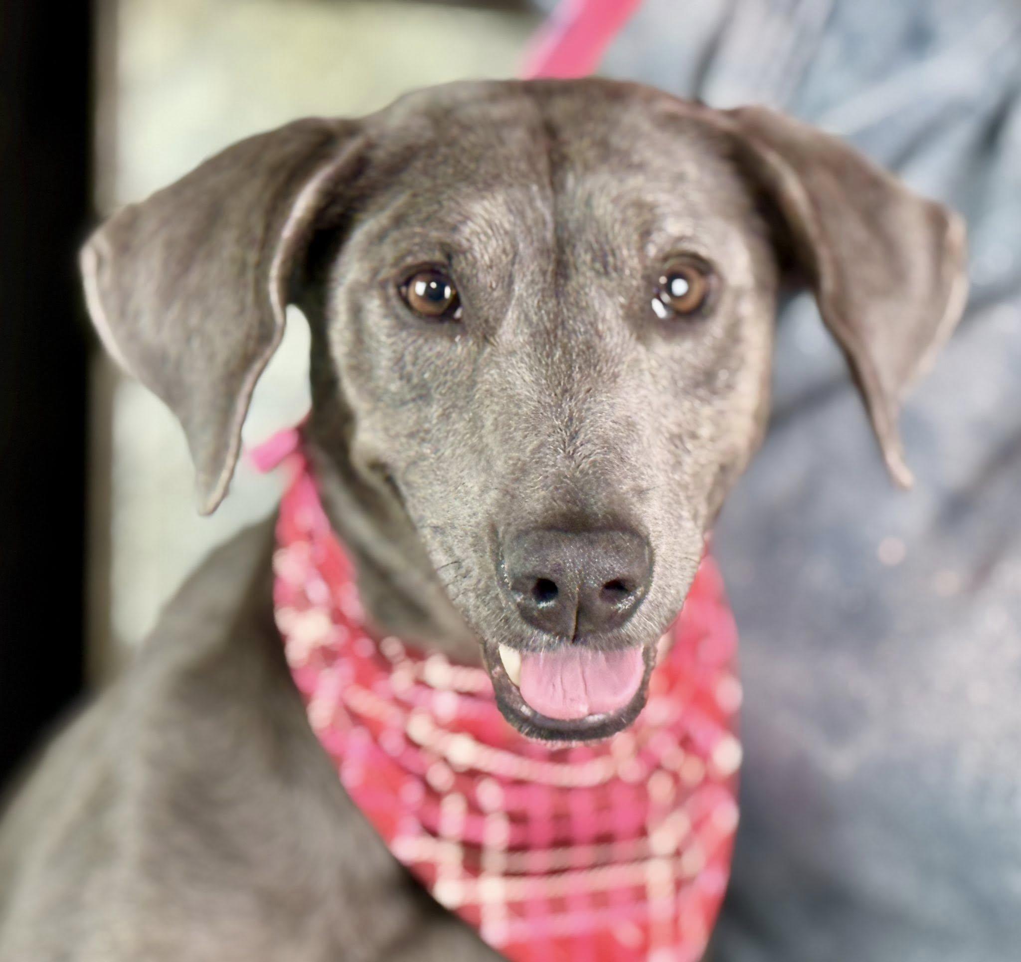 Tipsy: A Three-Legged Ray of Sunshine