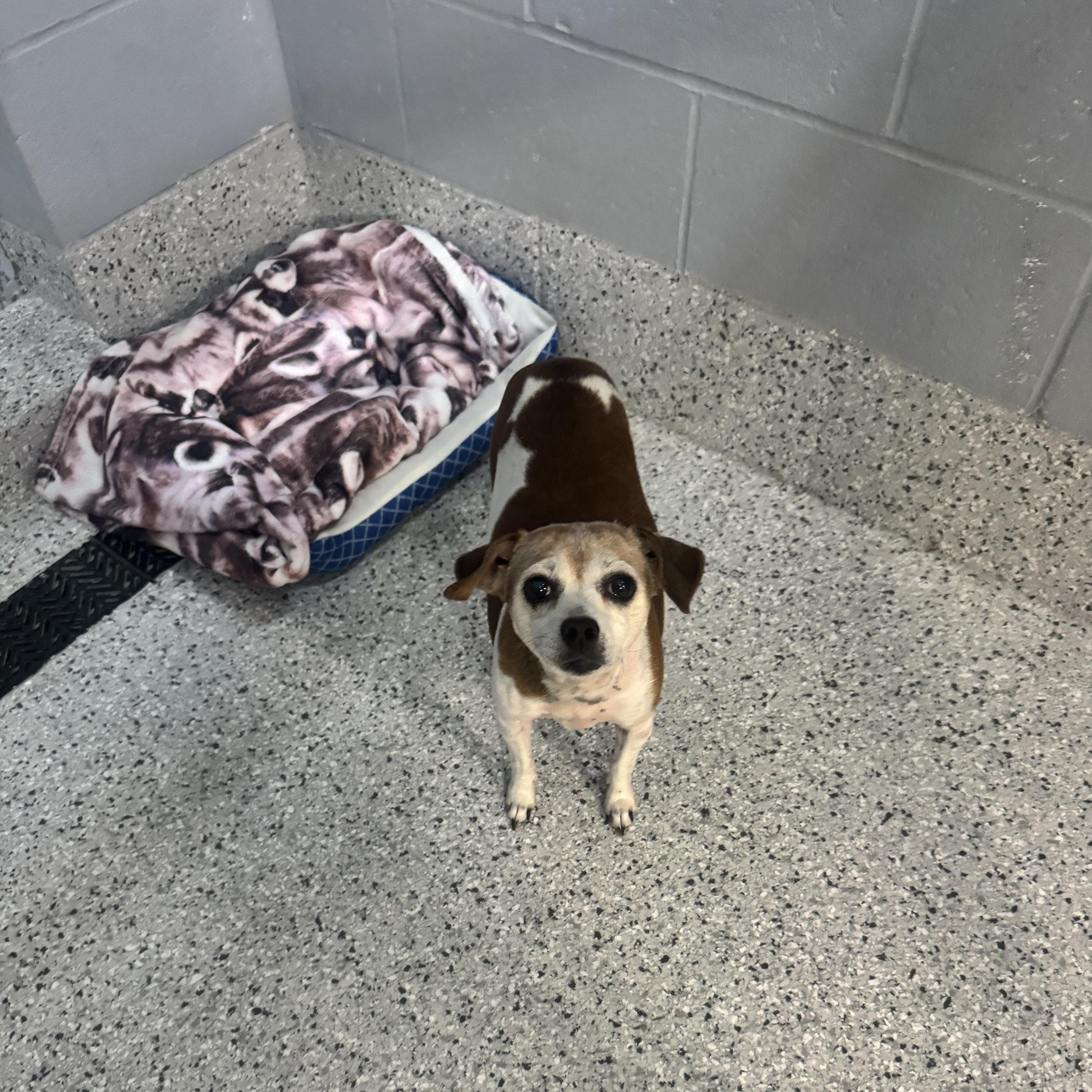 Enlarge Sydney, an adopted mixed breed in Mount Carmel, IL image 3/5