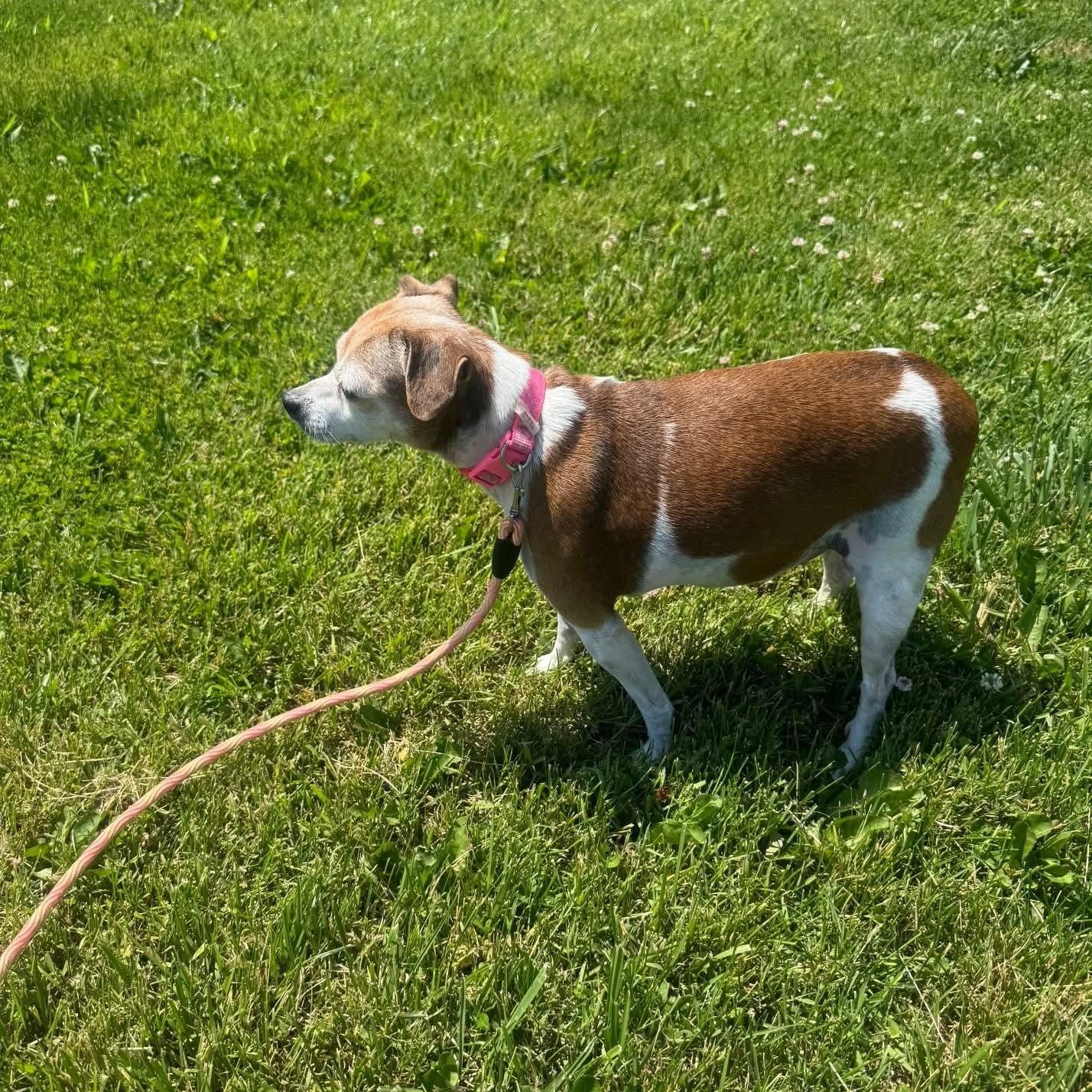 Enlarge Sydney, an adopted mixed breed in Mount Carmel, IL image 4/5