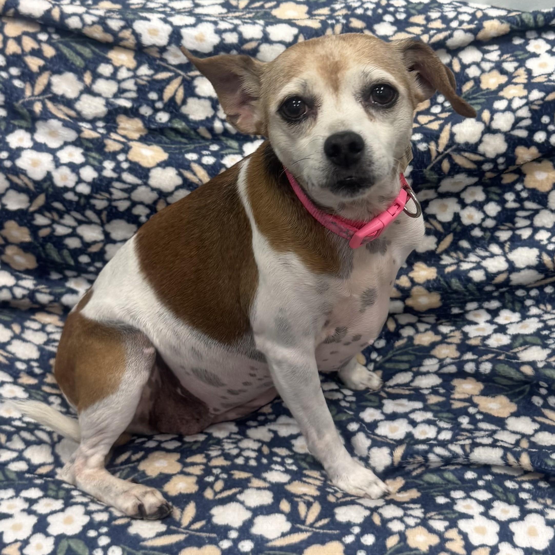 Sydney, adopted, Senior Female Rat Terrier & Chihuahua.