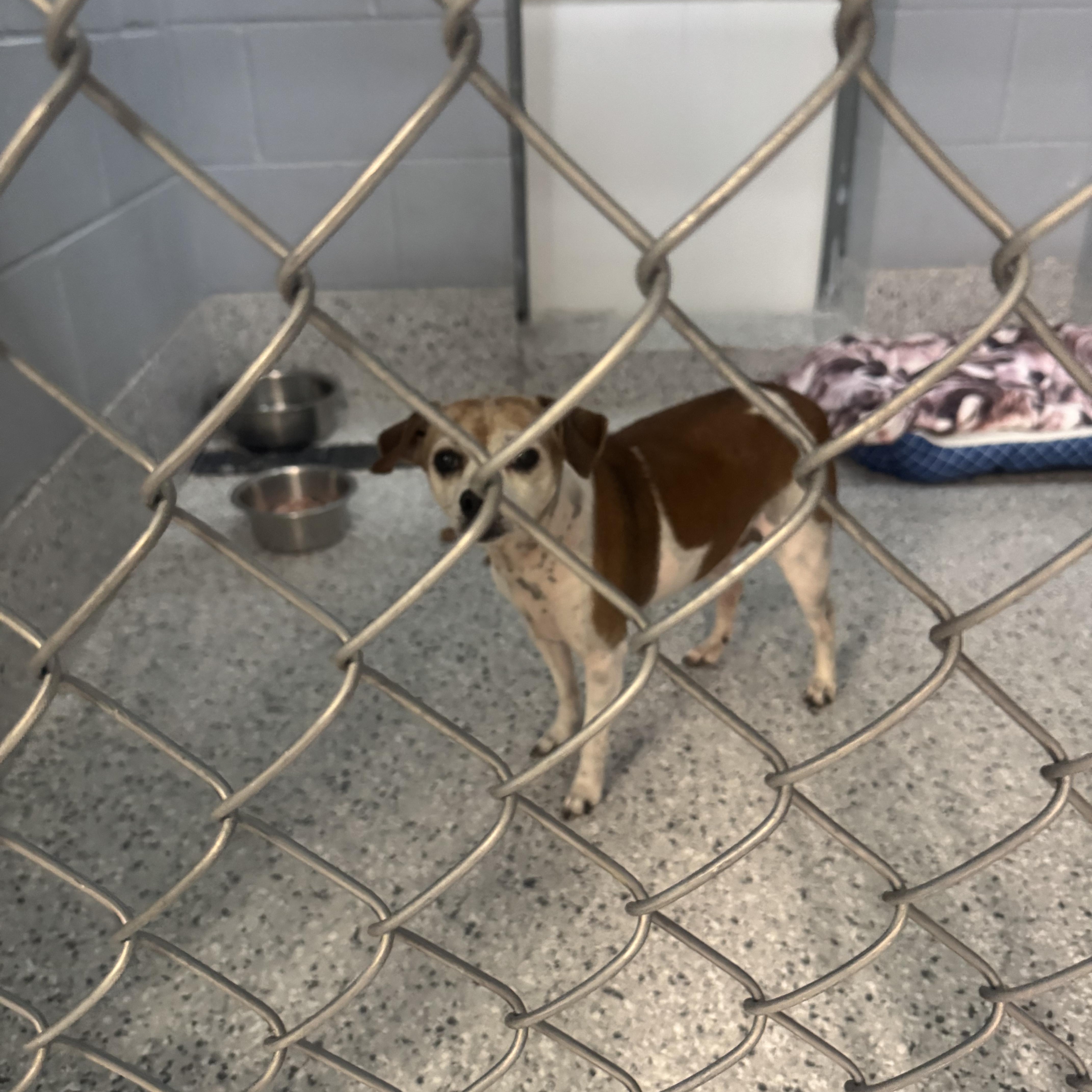 Enlarge Sydney, an adopted mixed breed in Mount Carmel, IL image 2/5