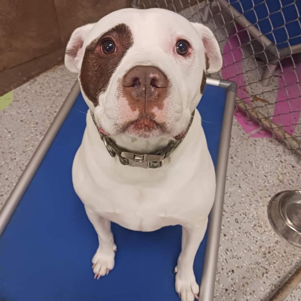 Rocky, Adoptable, Senior Male American Bulldog & American Bulldog.