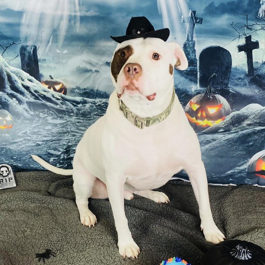 Rocky, a Adoptable mixed breed in La Crosse, WI image 5/6