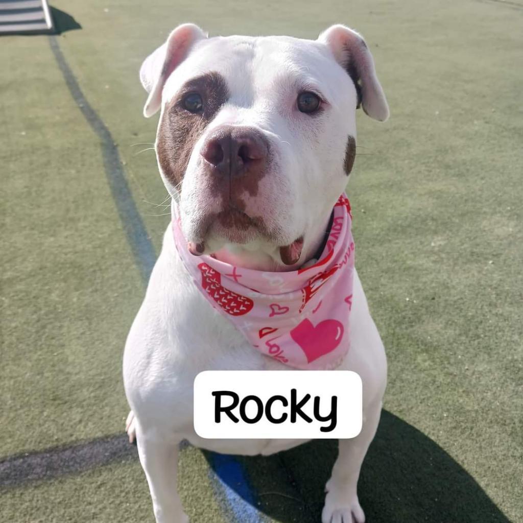 Rocky, a Adoptable mixed breed in La Crosse, WI image 6/6