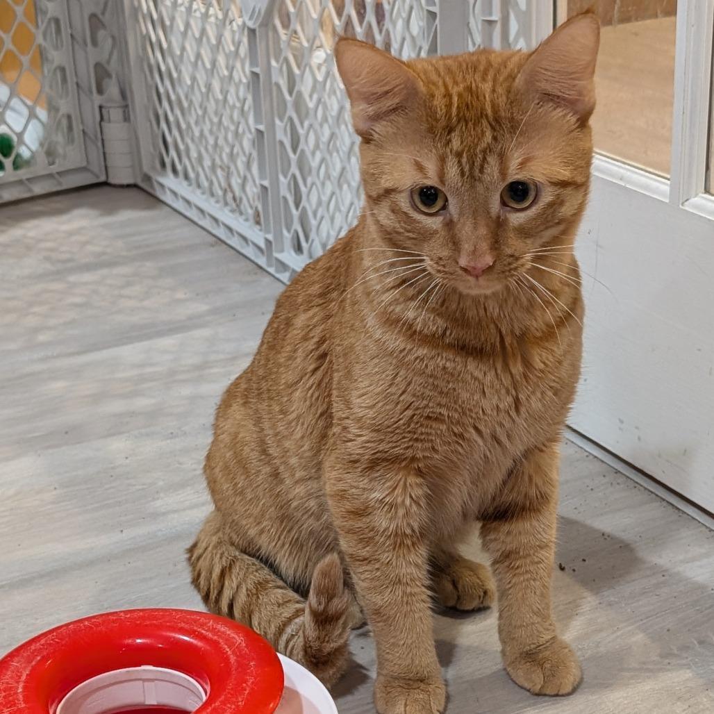Minnow, Adopted, Adult Male Domestic Short Hair.