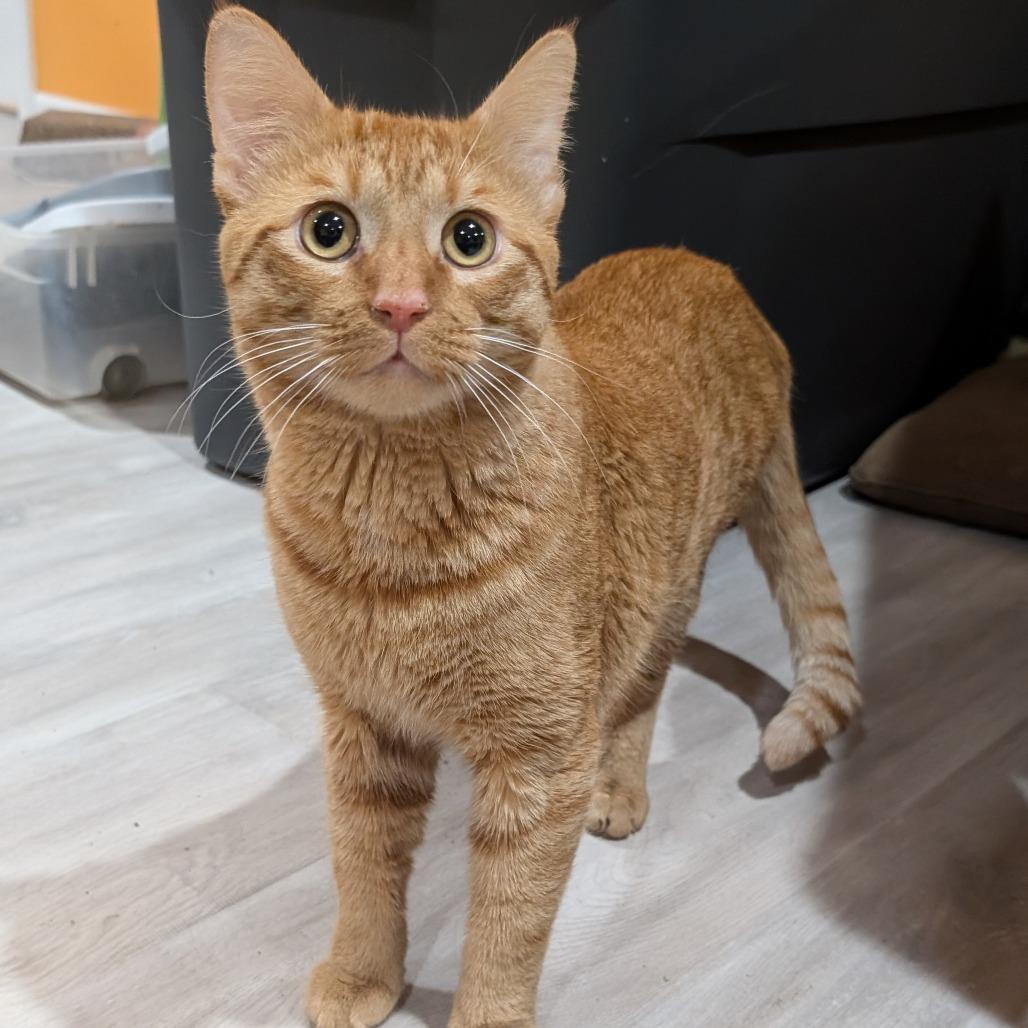 Enlarge Minnow, a Adopted Domestic Short Hair in Roselle, IL image 2/3