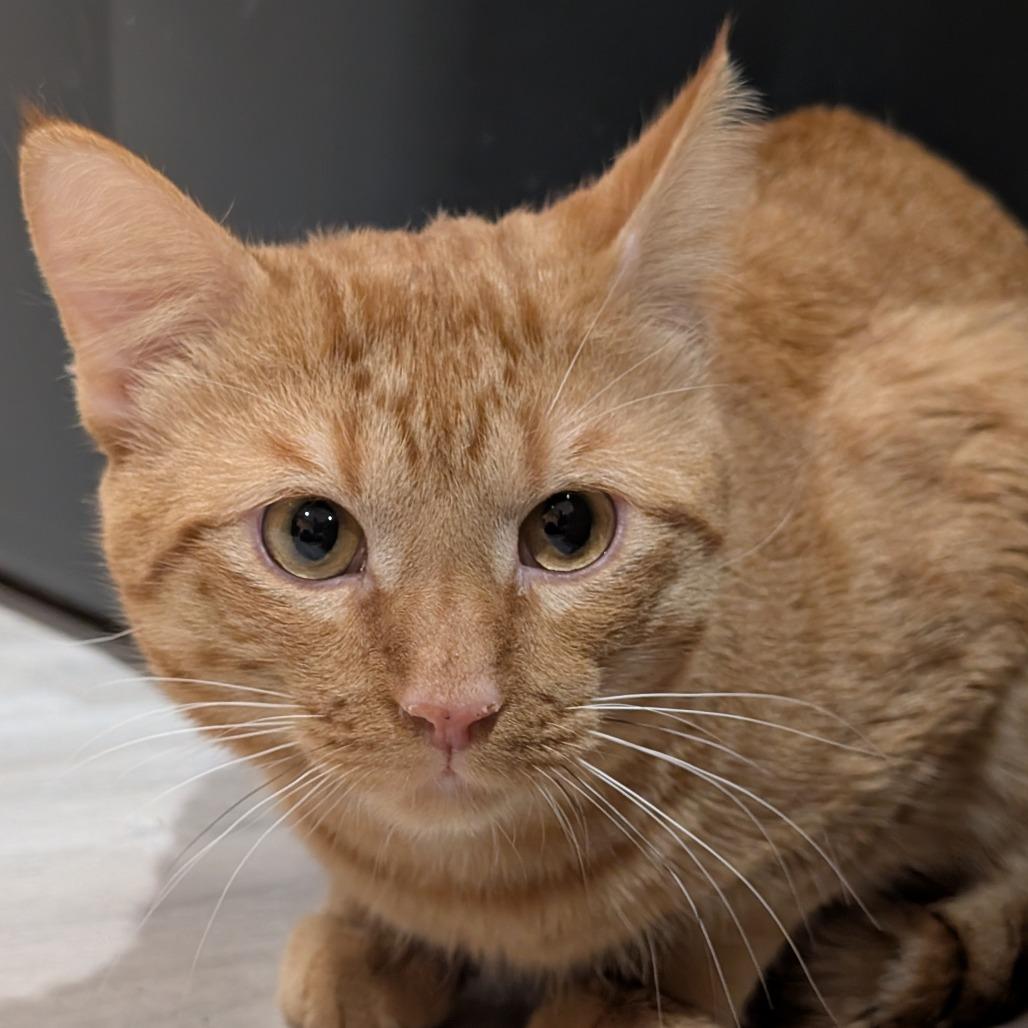 Enlarge Minnow, a Adopted Domestic Short Hair in Roselle, IL image 3/3