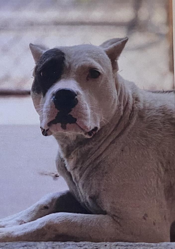 Enlarge Girls, a Adoptable Dogo Argentino in Fort Madison, IA image 1/2