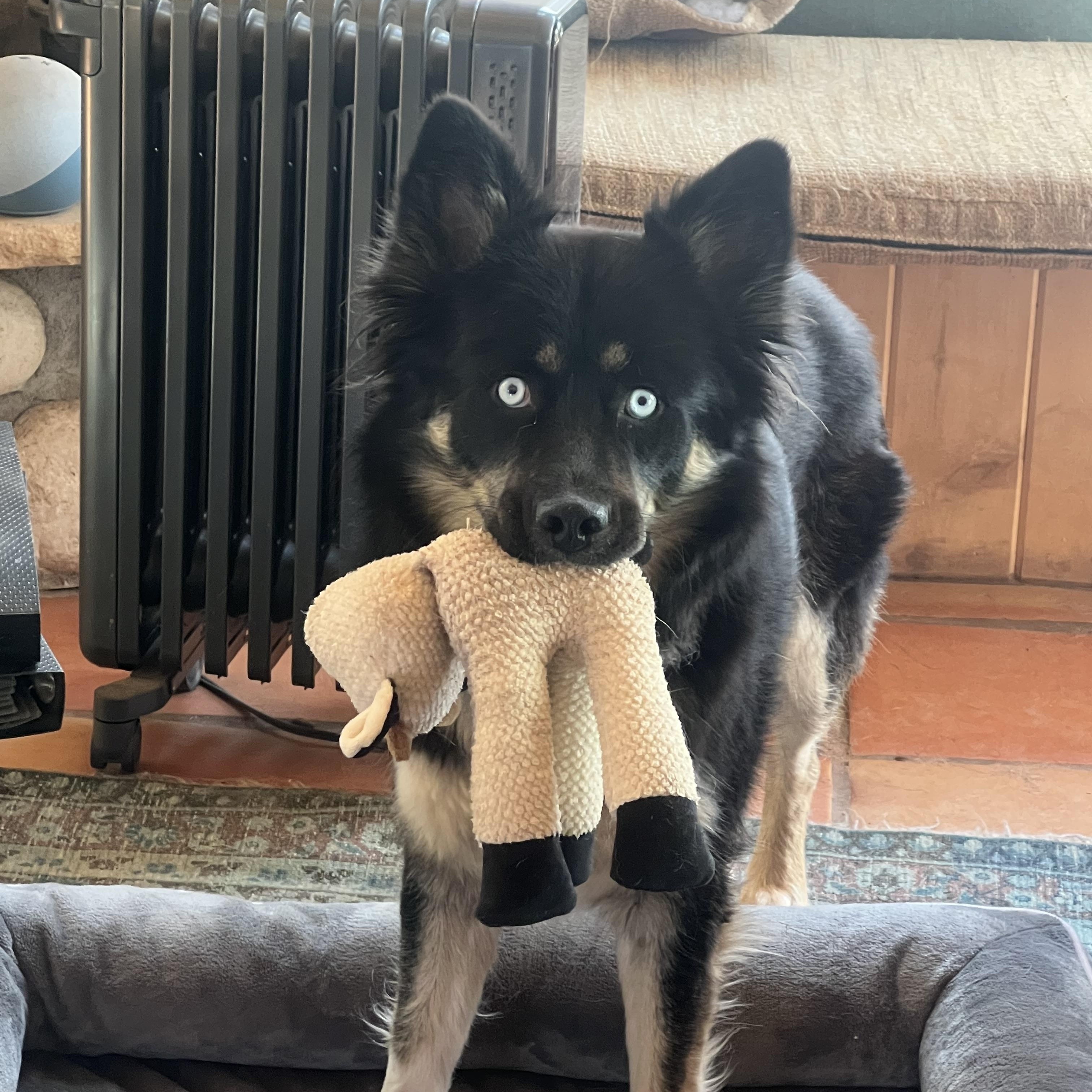 Enlarge Skye the Wonder Dog, an adopted mixed breed in La Veta, CO image 2/6