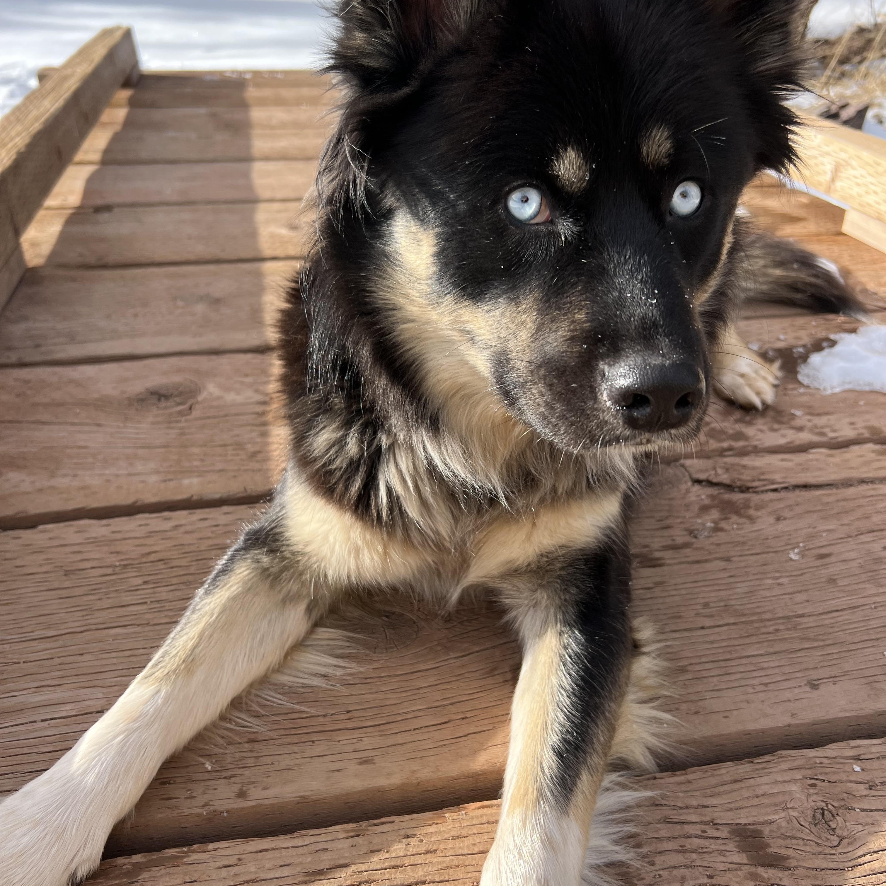 Enlarge Skye the Wonder Dog, an adopted mixed breed in La Veta, CO image 4/6
