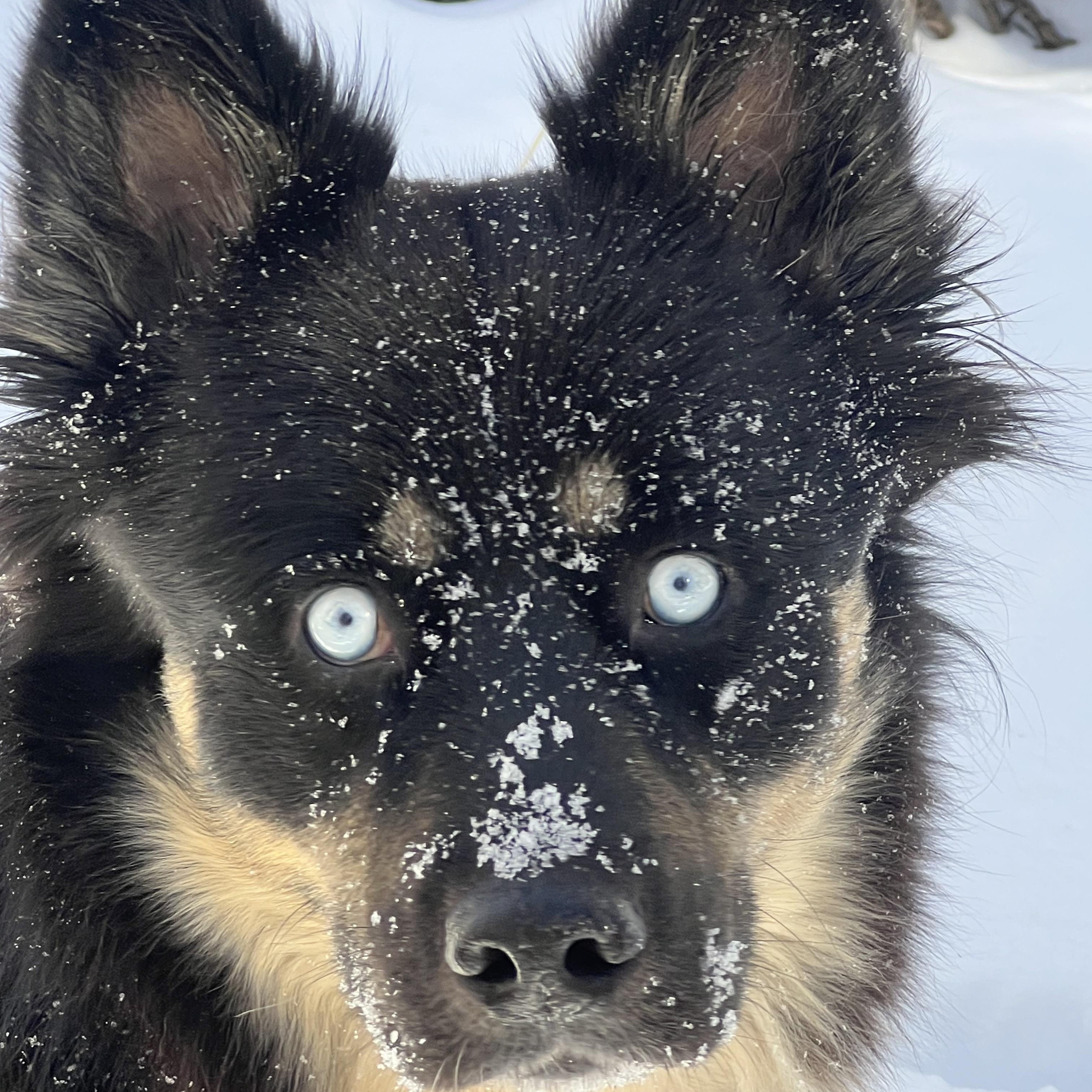 Enlarge Skye the Wonder Dog, an adopted mixed breed in La Veta, CO image 3/6