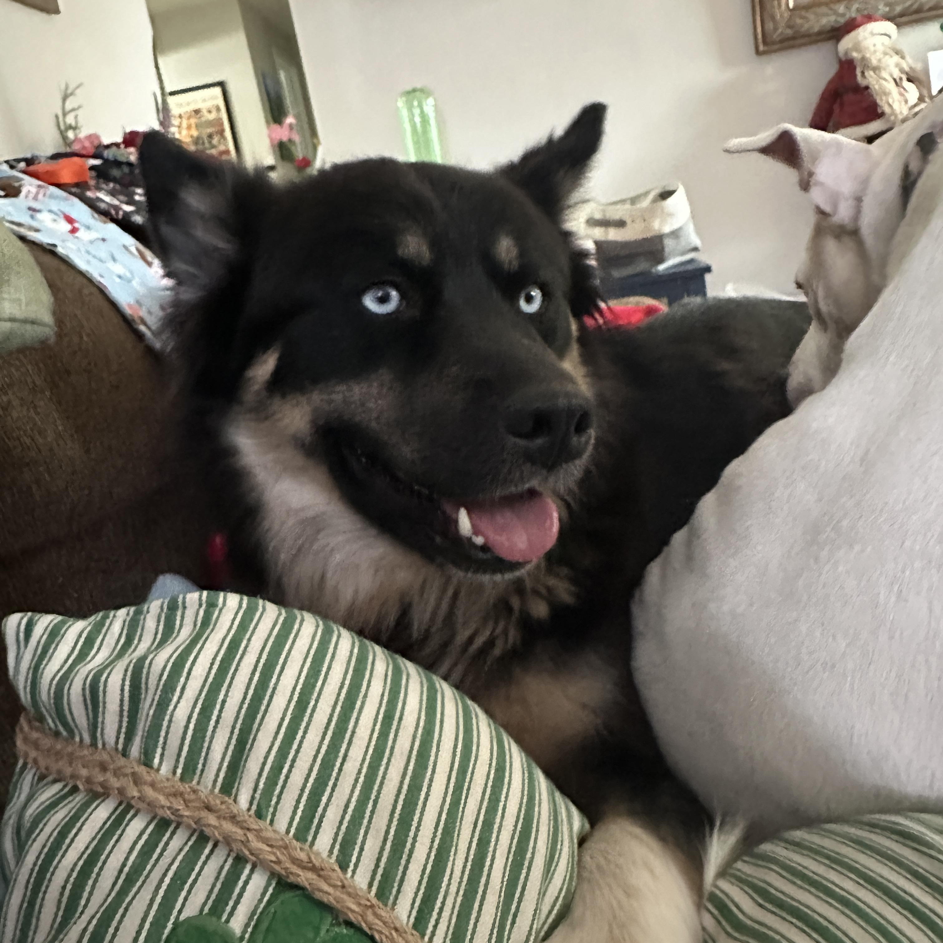 Enlarge Skye the Wonder Dog, an adopted mixed breed in La Veta, CO image 5/6