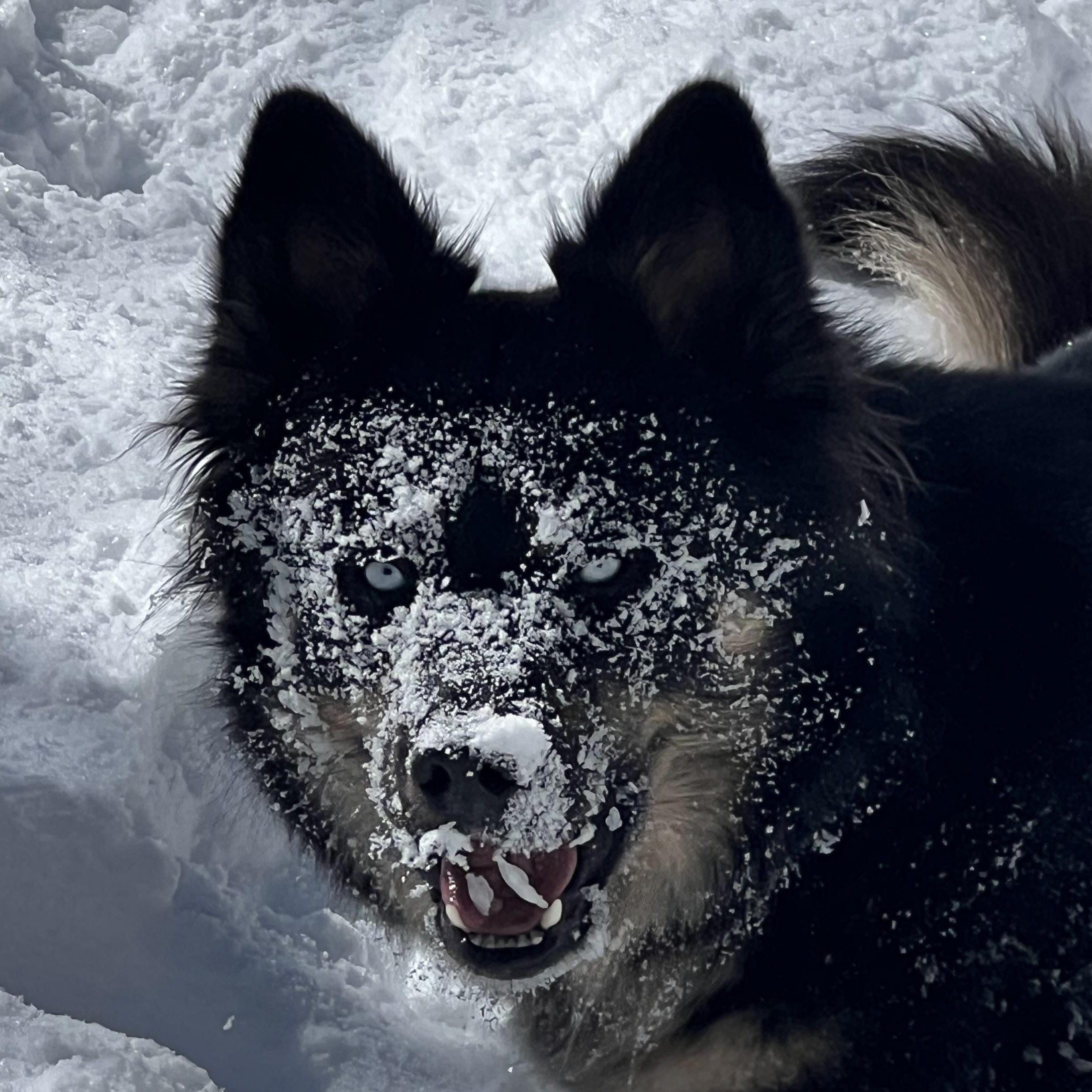 Enlarge Skye the Wonder Dog, an adopted mixed breed in La Veta, CO image 1/6
