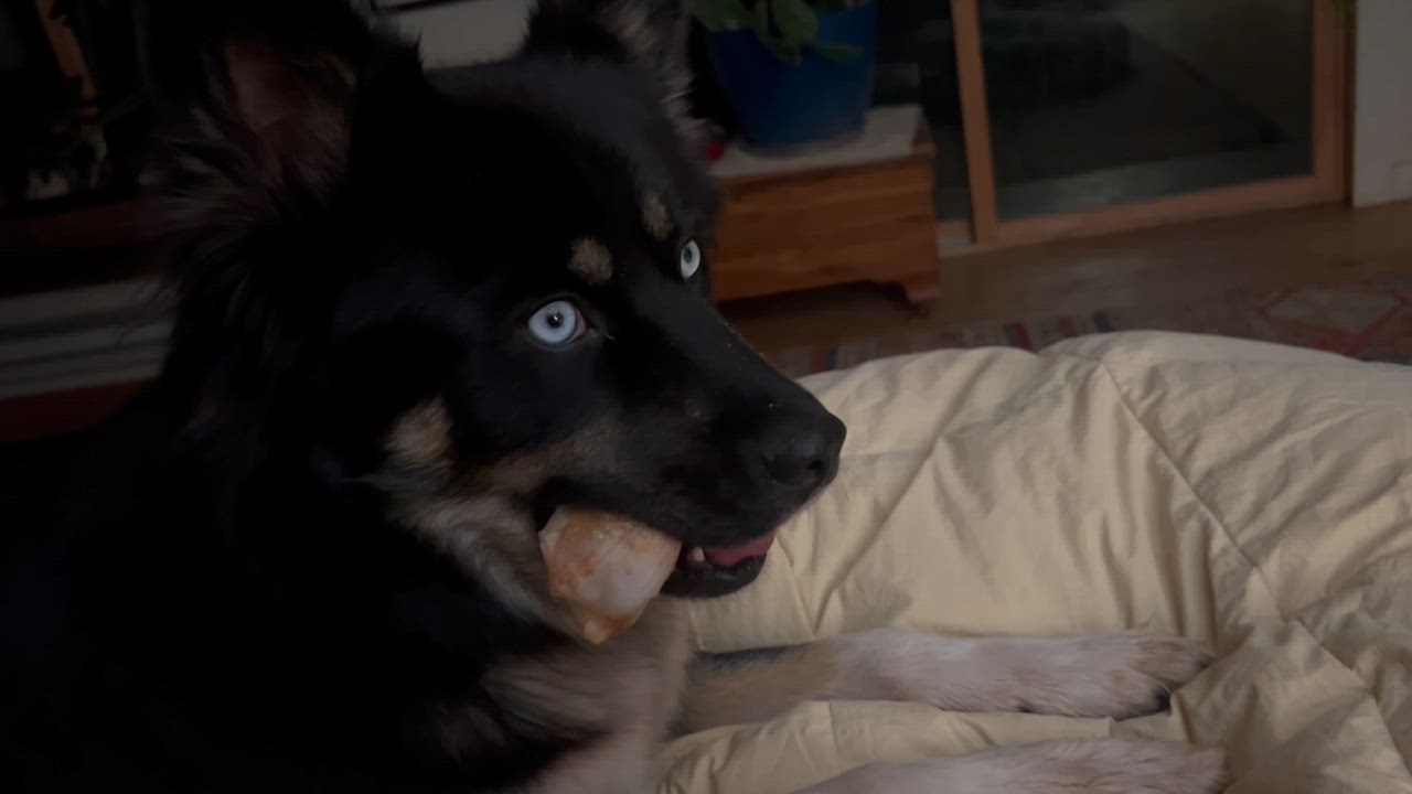 Enlarge Skye the Wonder Dog, an adopted mixed breed in La Veta, CO video 6/6