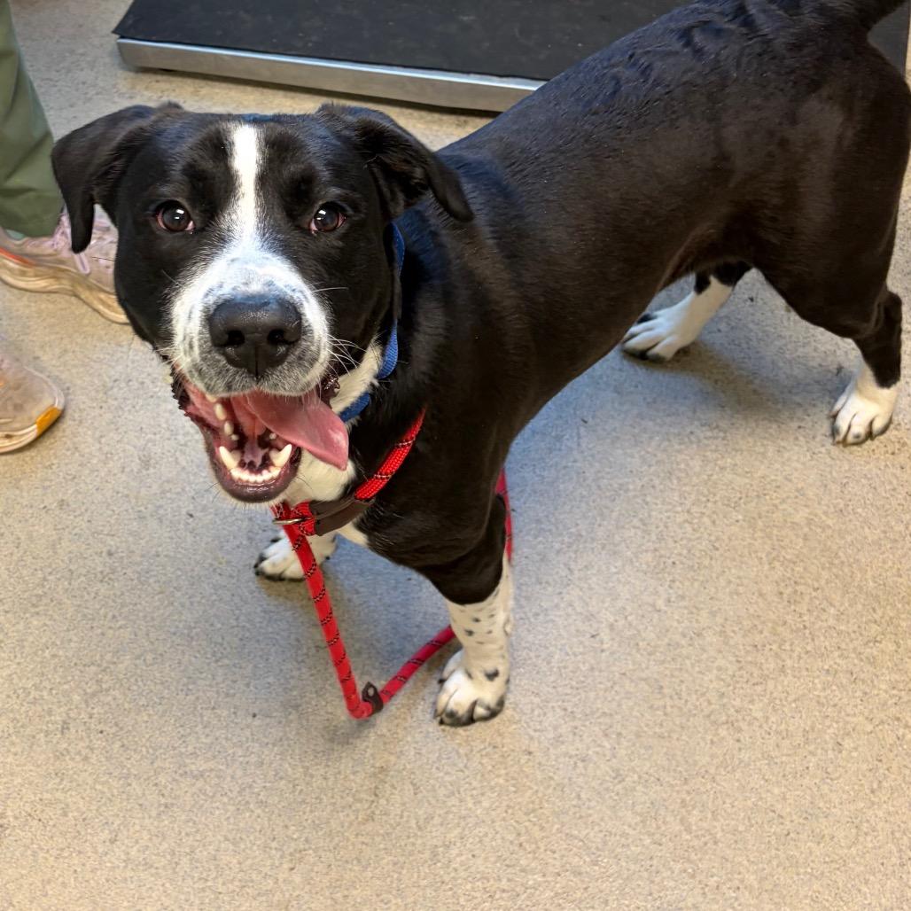 Enlarge Moose Track, a Adoptable Mixed Breed in Fredericksburg, VA image 3/6