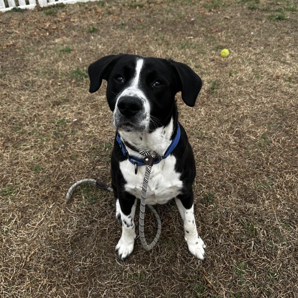 Enlarge Moose Track, a Adoptable Mixed Breed in Fredericksburg, VA image 4/6
