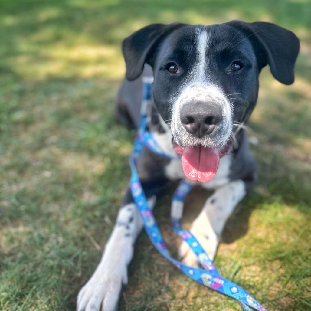 Enlarge Moose Track, a Adoptable Mixed Breed in Fredericksburg, VA image 6/6