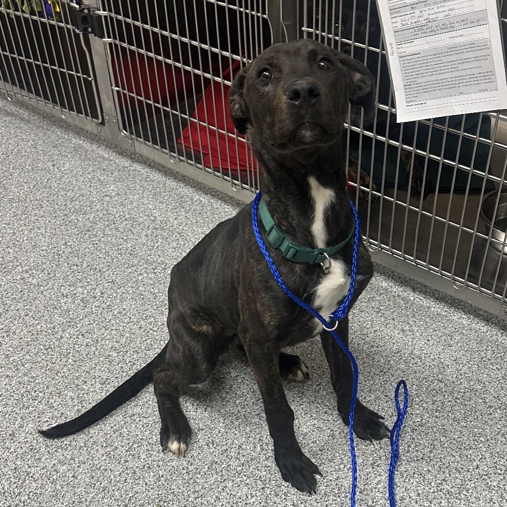 Huckle, Adoptable, Young Male American Staffordshire Terrier.