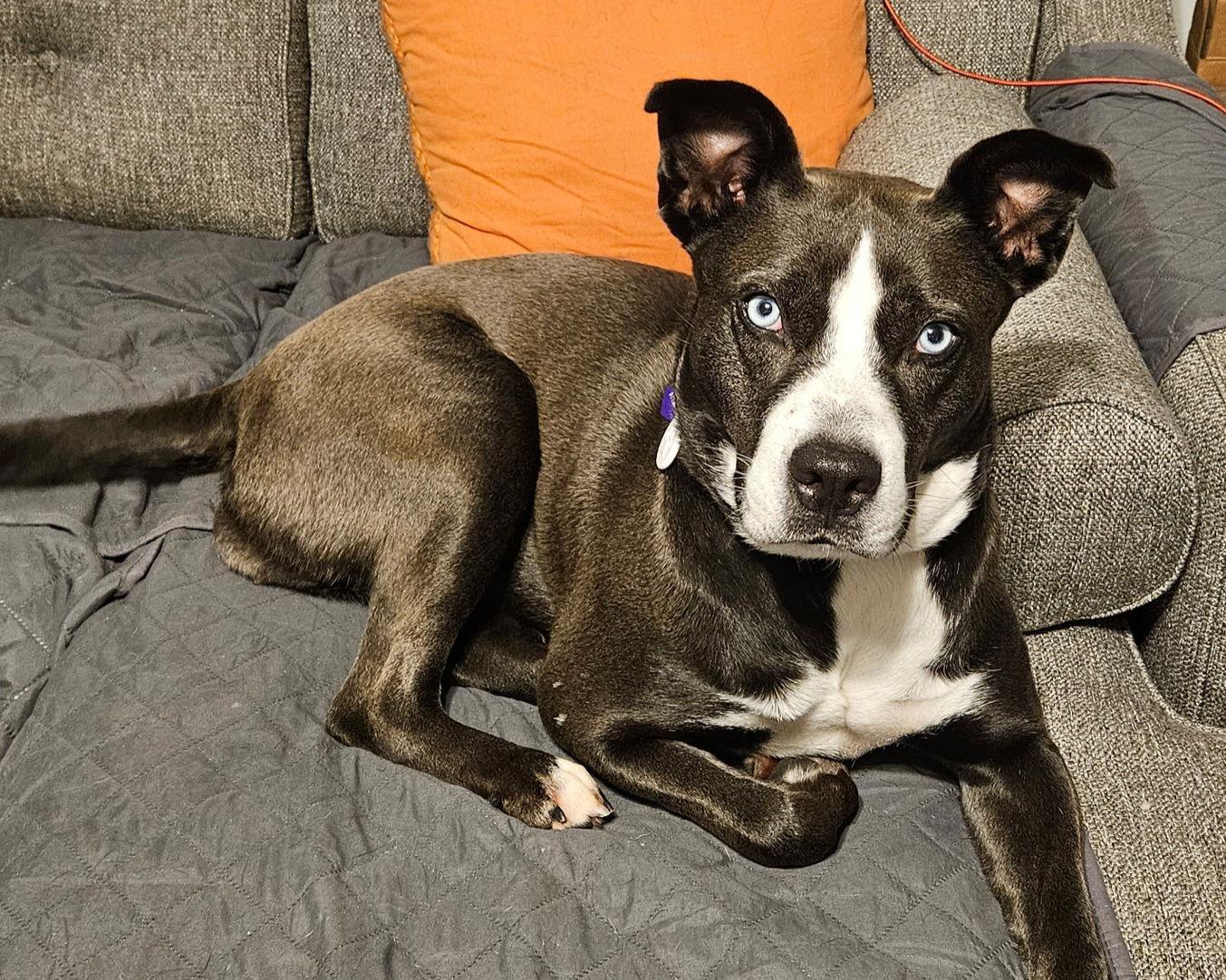 Enlarge ZURI, a Adoptable mixed breed in Franklin, TN image 1/3