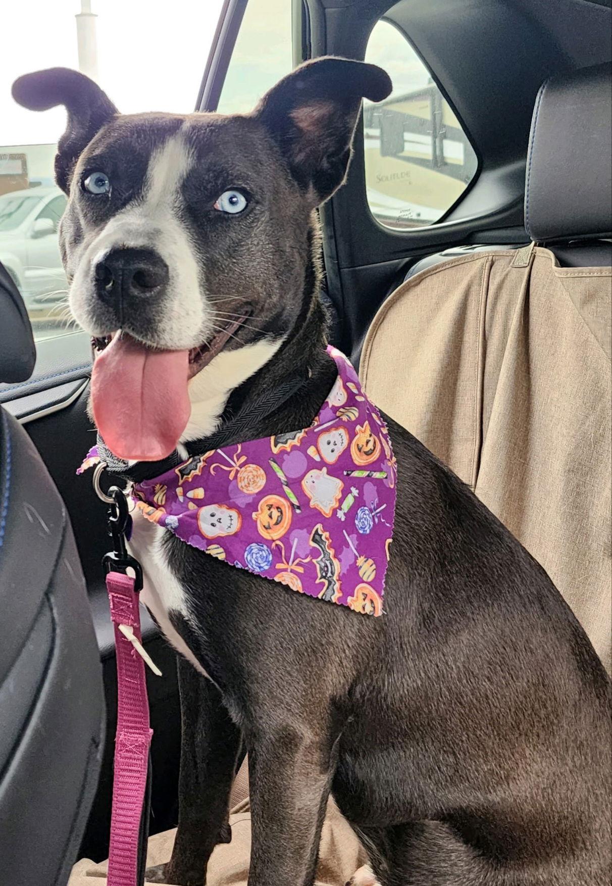 ZURI, a Adoptable mixed breed in Franklin, TN image 1/6