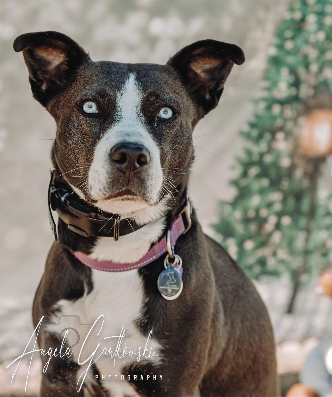 ZURI, a Adoptable mixed breed in Franklin, TN image 2/6