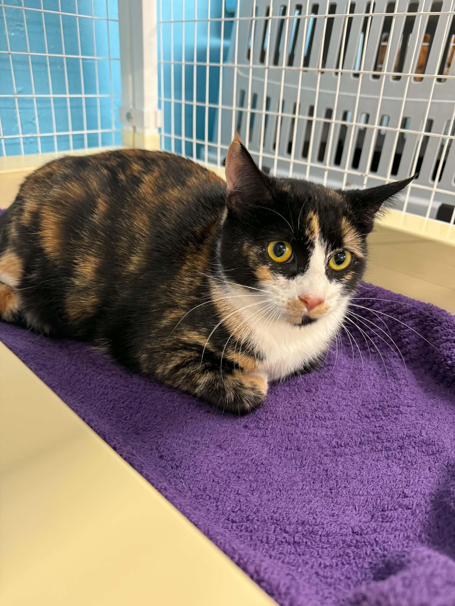 Bitzie, ADOPTABLE, Adult Female Calico & Tortoiseshell.