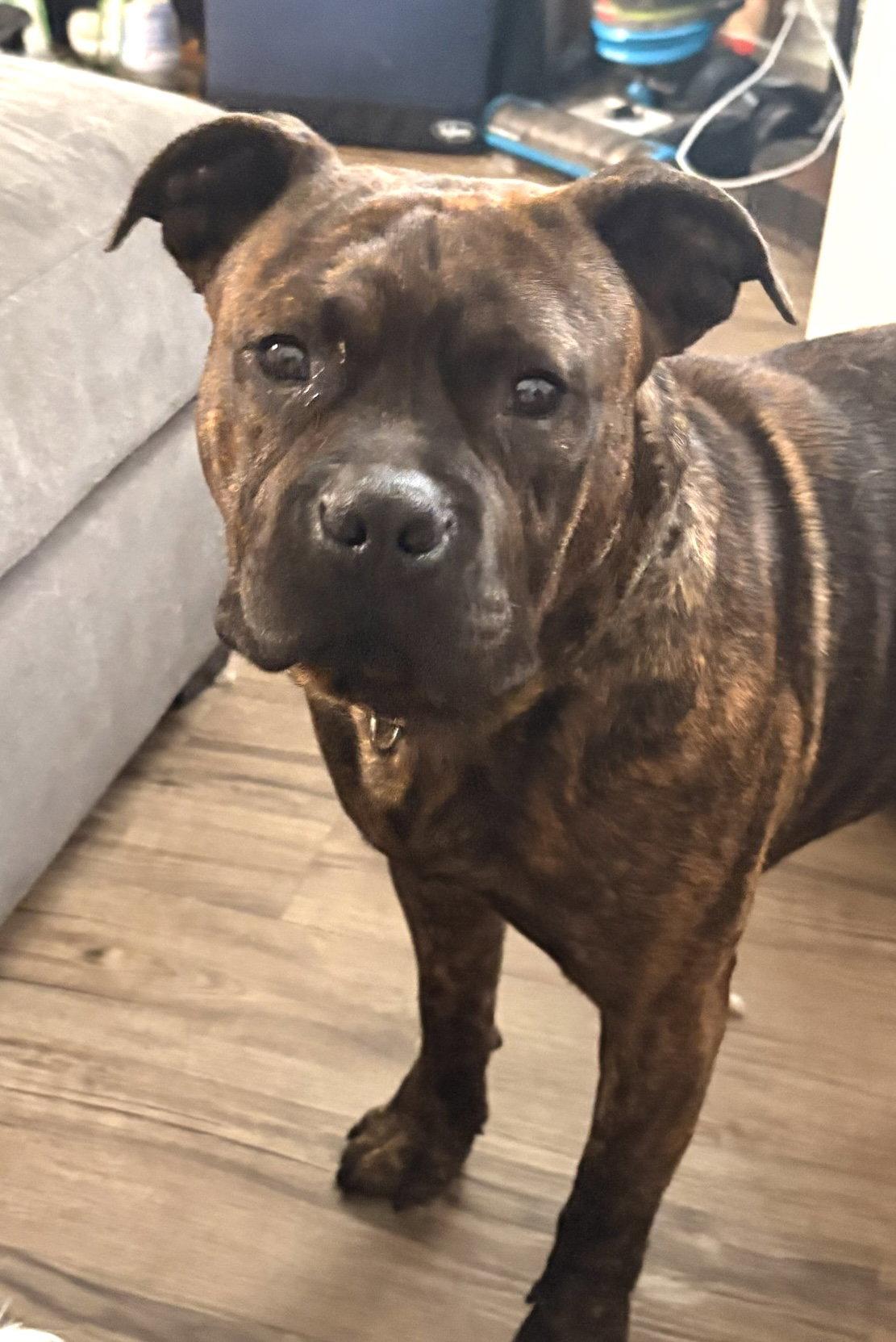 Bear, a Adoptable Pit Bull Terrier in Seattle, WA image 1/3