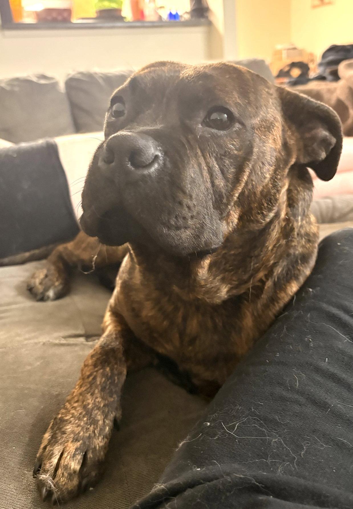 Bear, a Adoptable Pit Bull Terrier in Seattle, WA image 2/3