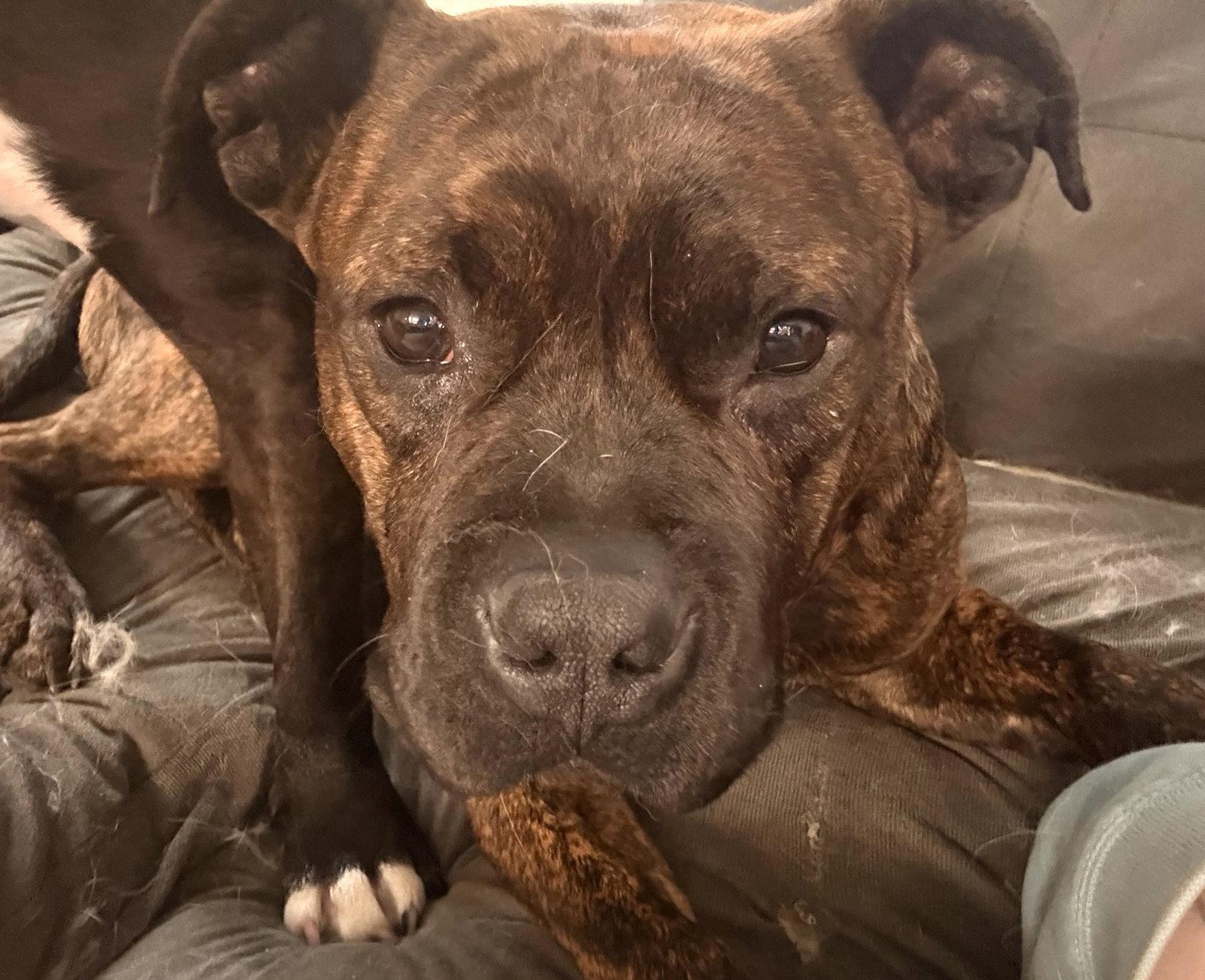 Bear, a Adoptable Pit Bull Terrier in Seattle, WA image 3/3