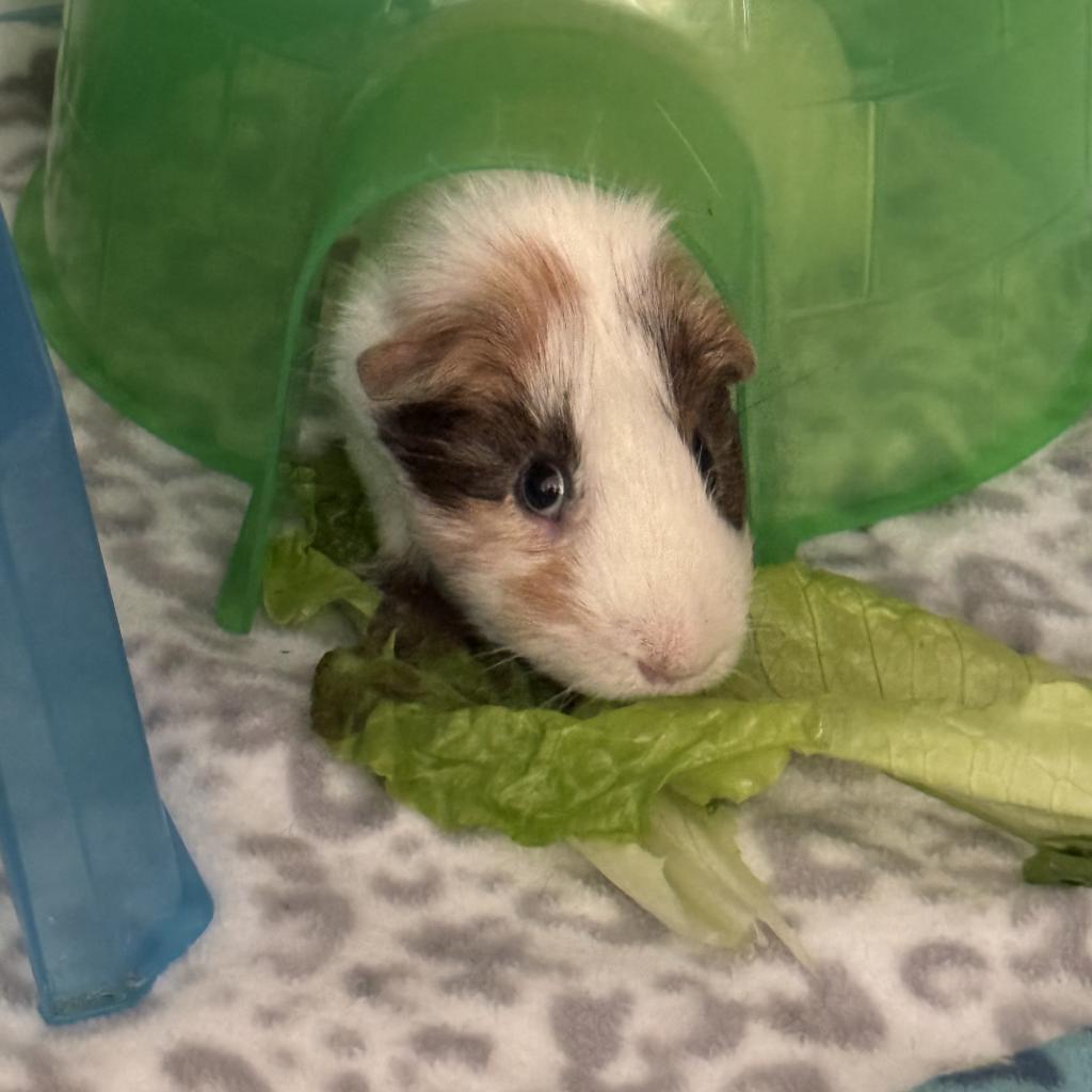 Enlarge Gandalf, a Adoptable Guinea Pig in Las Vegas, NV image 1/1