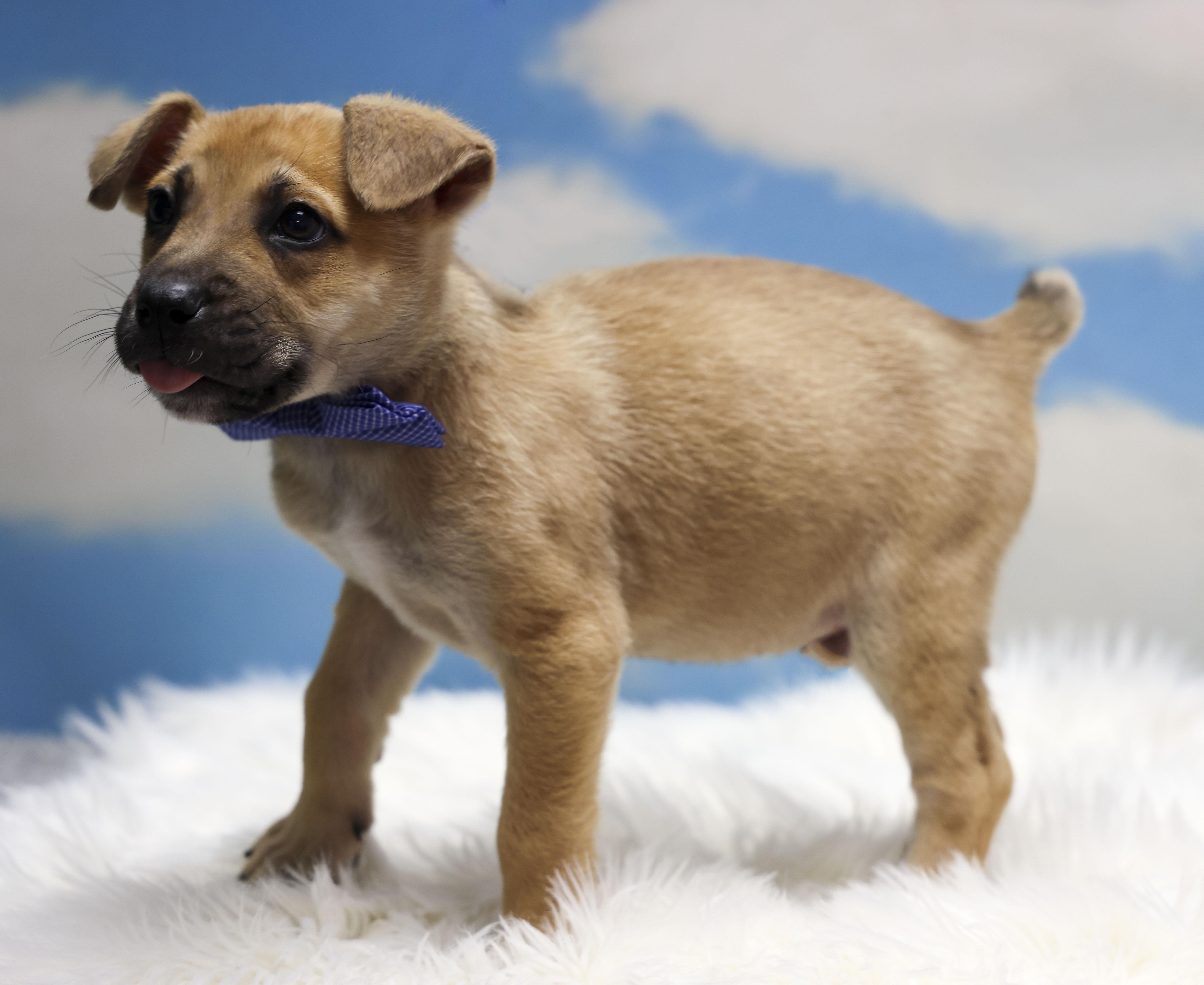 Enlarge Foster Puppy Hunter, an adopted mixed breed in Casa Grande, AZ image 3/4