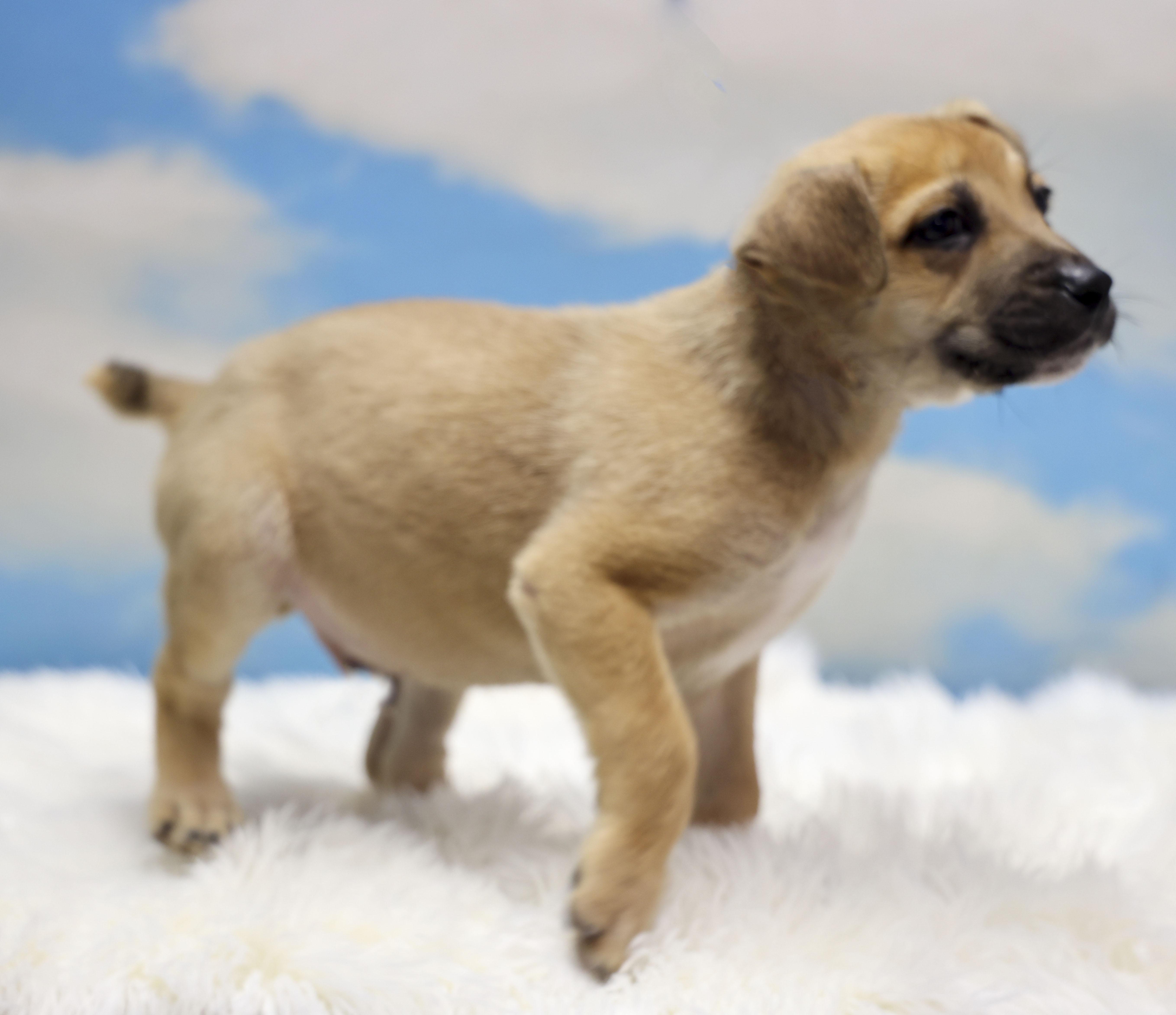 Enlarge Foster Puppy Hunter, an adopted mixed breed in Casa Grande, AZ image 4/4