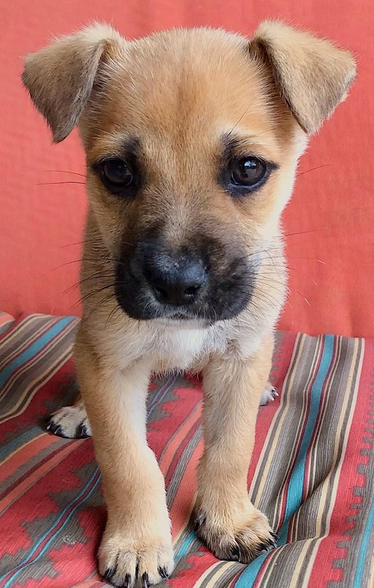 Foster Puppy Hunter, adopted, Puppy Male Boxer.