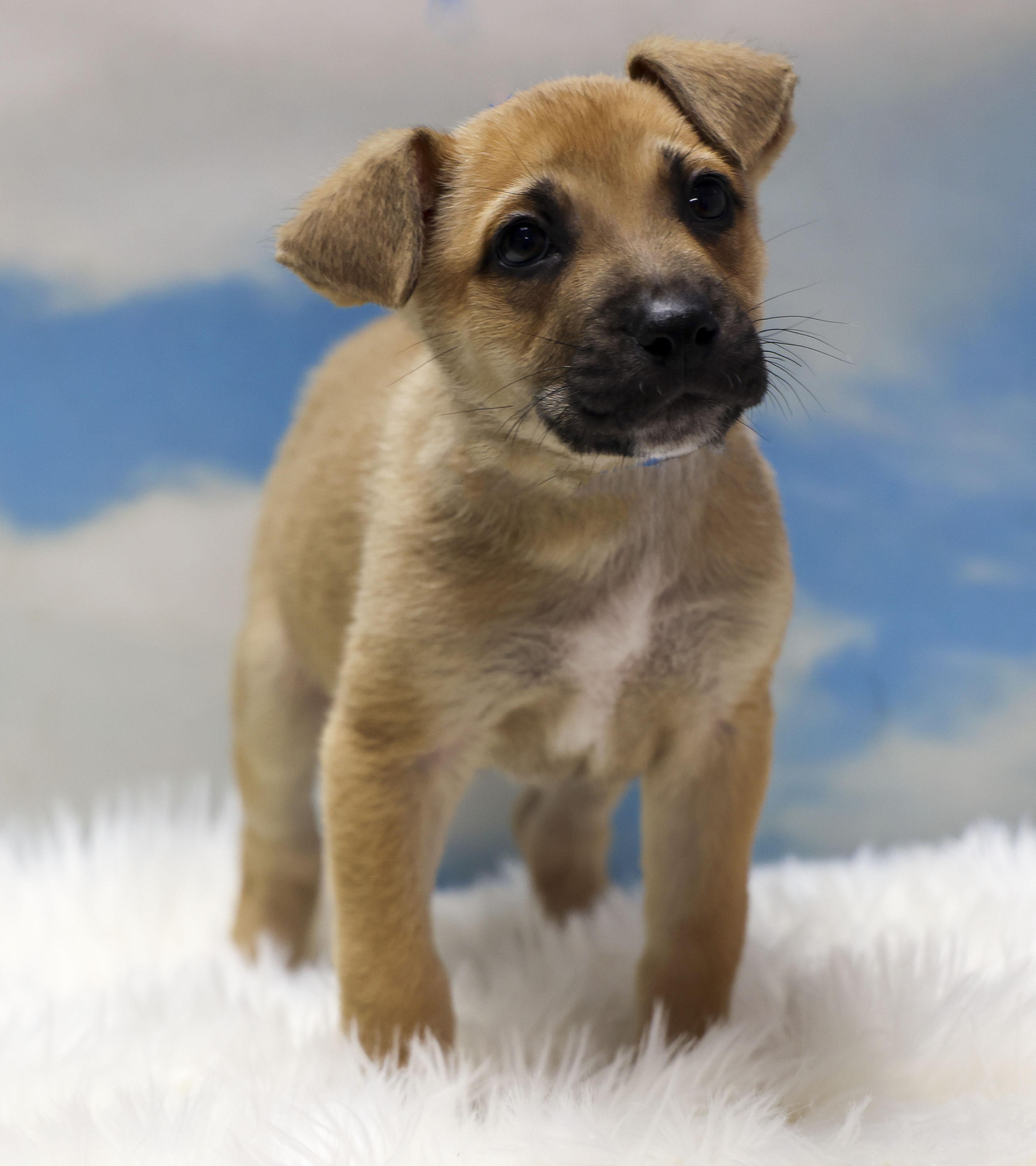 Enlarge Foster Puppy Hunter, an adopted mixed breed in Casa Grande, AZ image 2/4