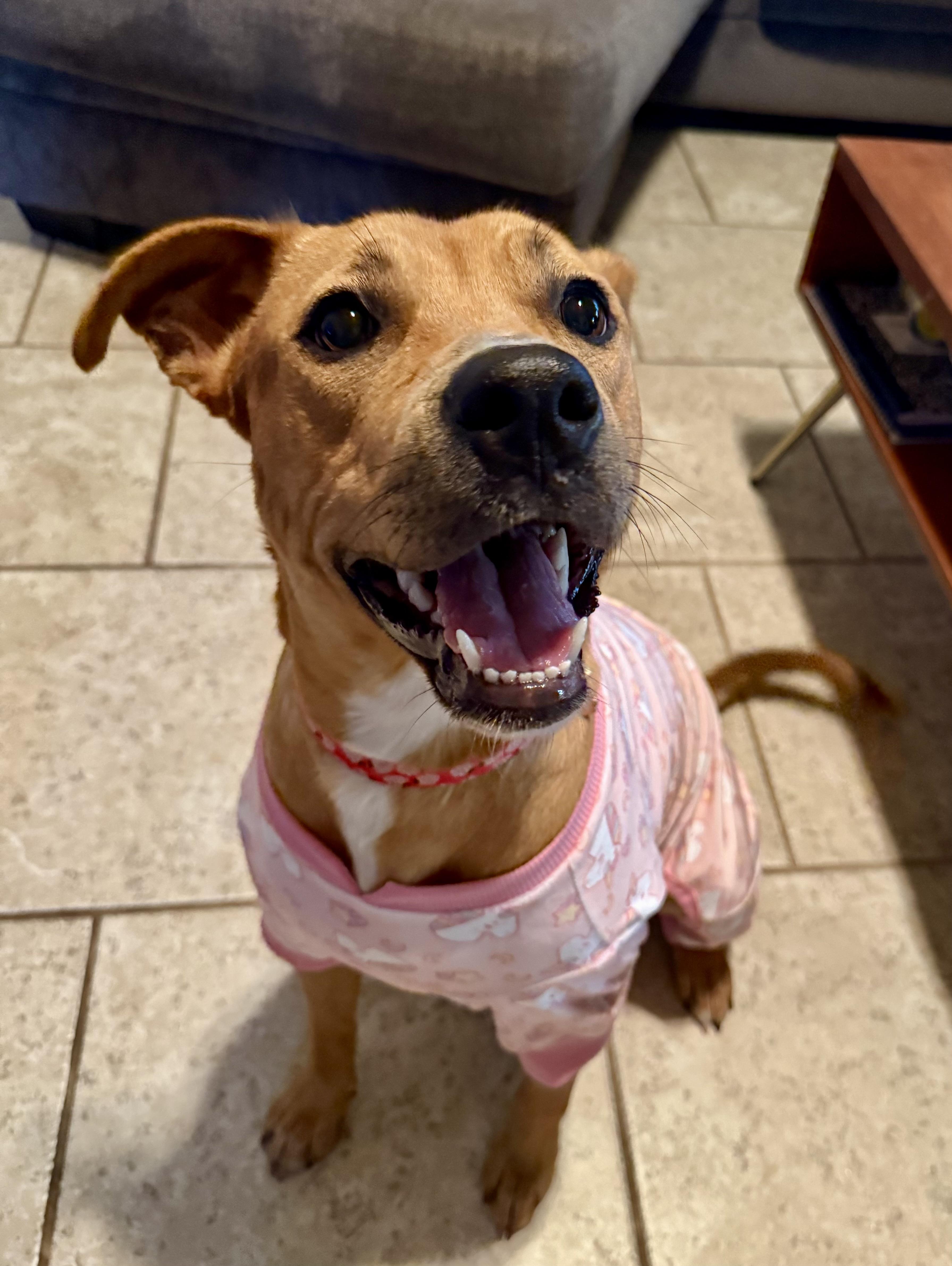 Enlarge Shelly, a Adoptable mixed breed in Rye, NY image 2/6